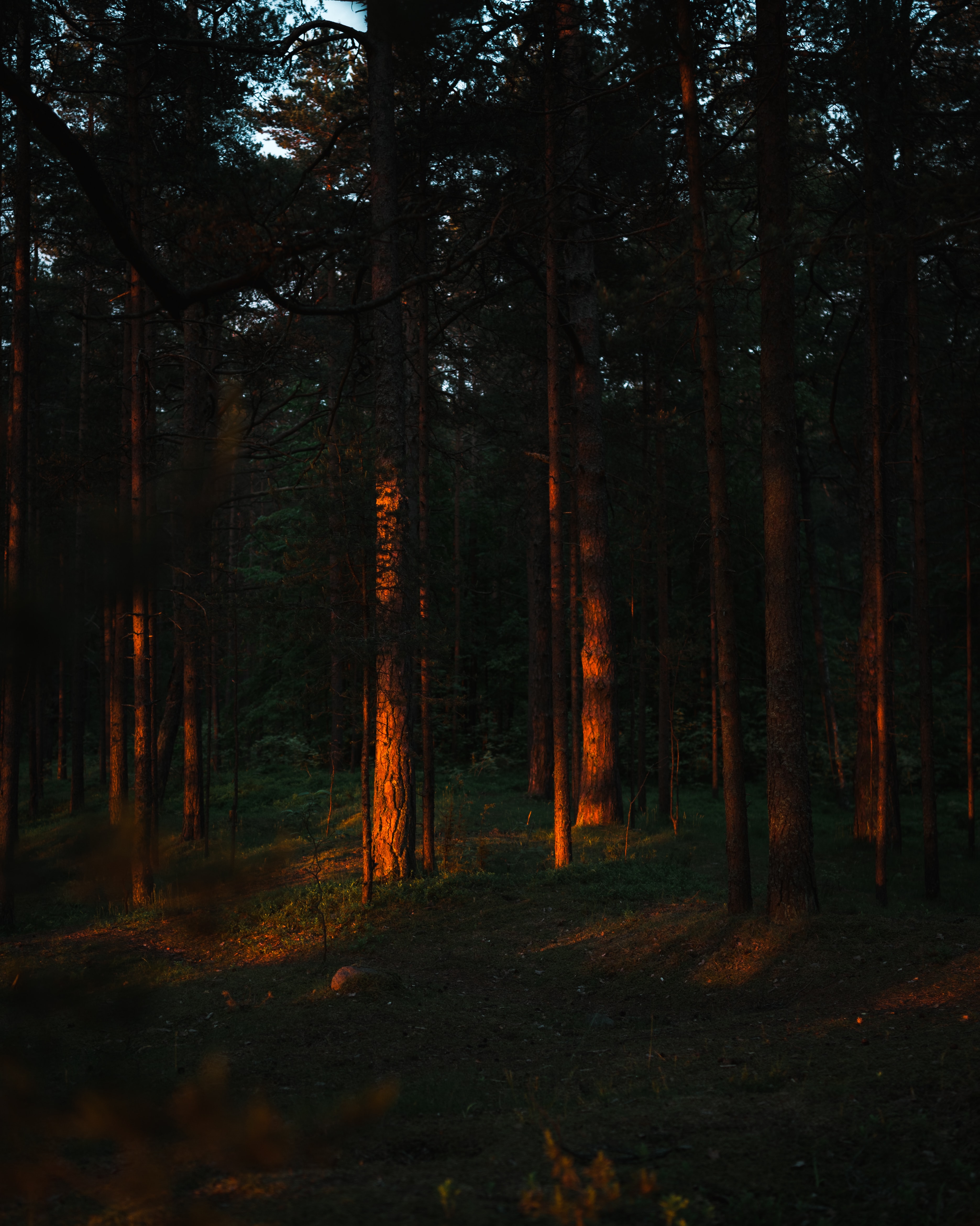 rays, forest, trees, pine, beams, nature Aesthetic wallpaper