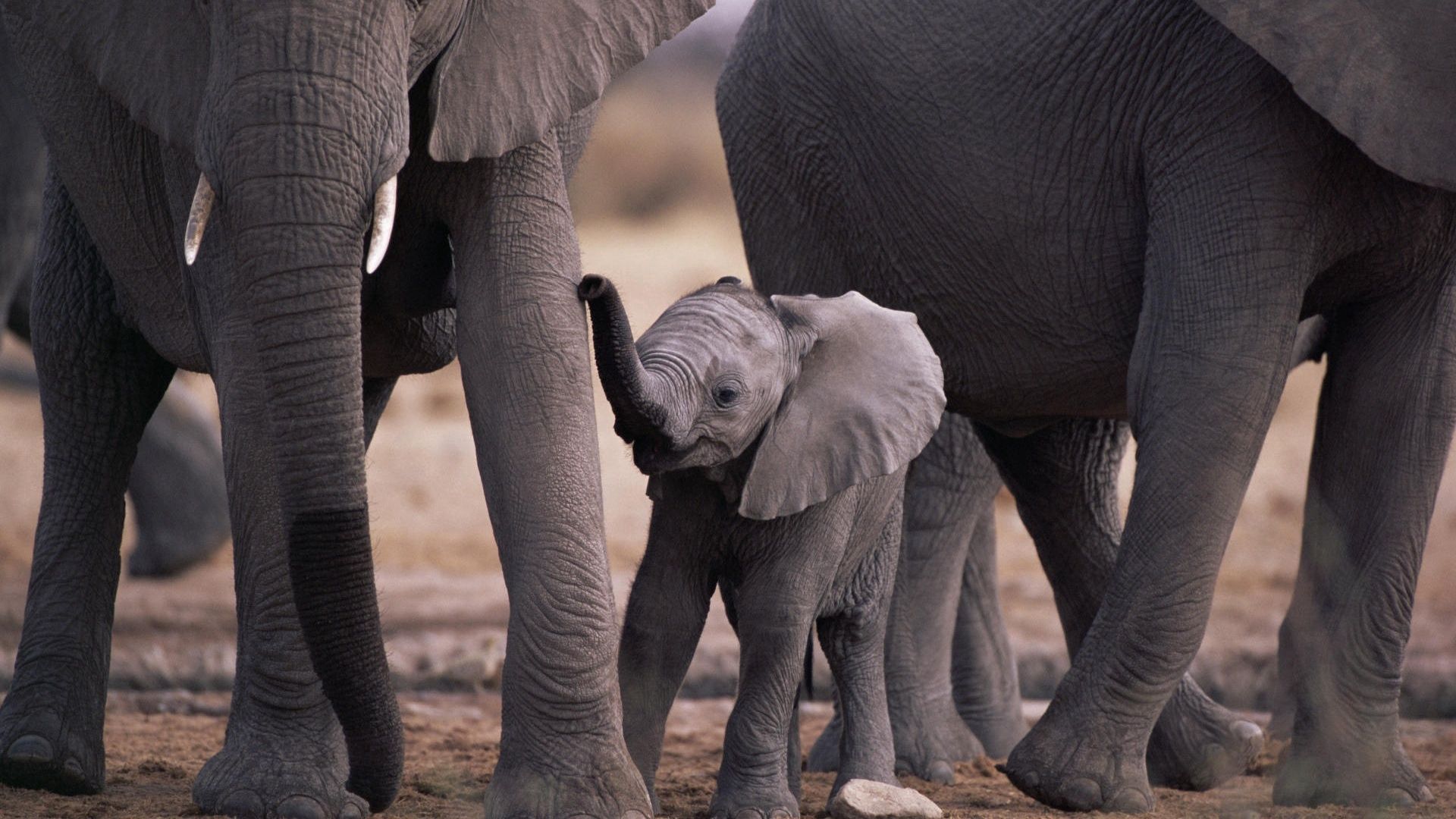 Laden Sie Baby Elefant HD-Desktop-Hintergründe herunter