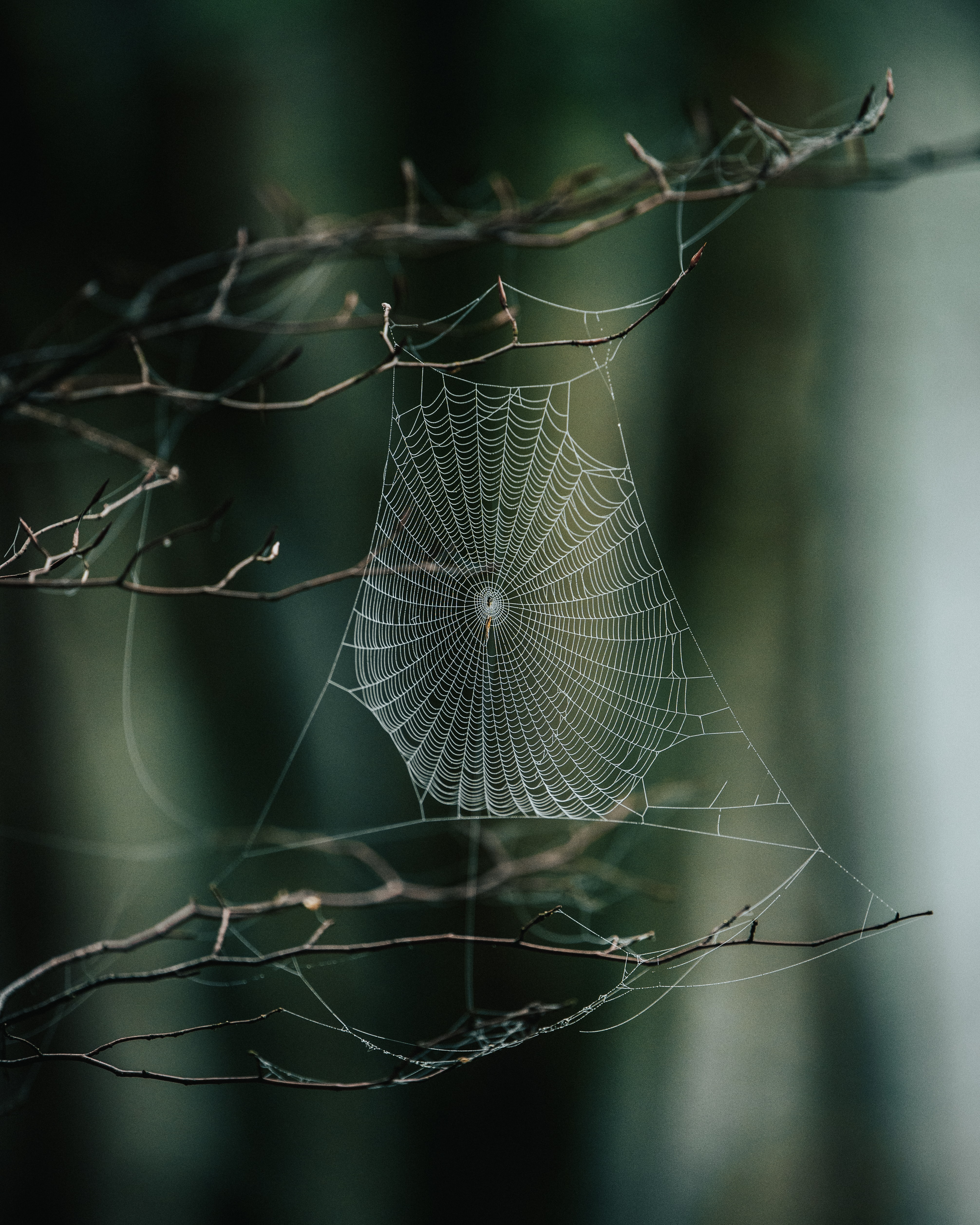 branches, nature, web, macro Horizontal Wallpapers