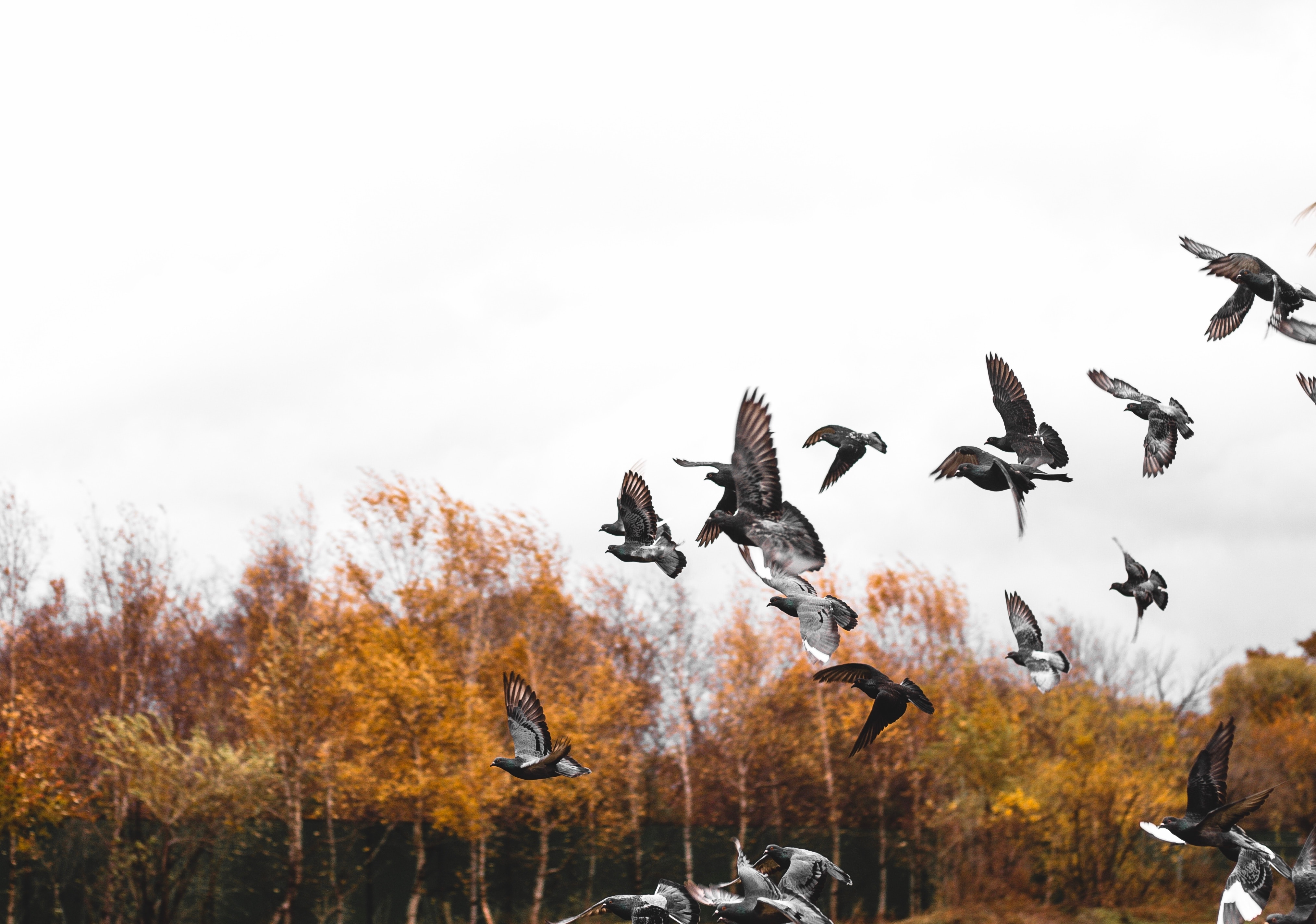 Widescreen image flight, bird, animals, flock