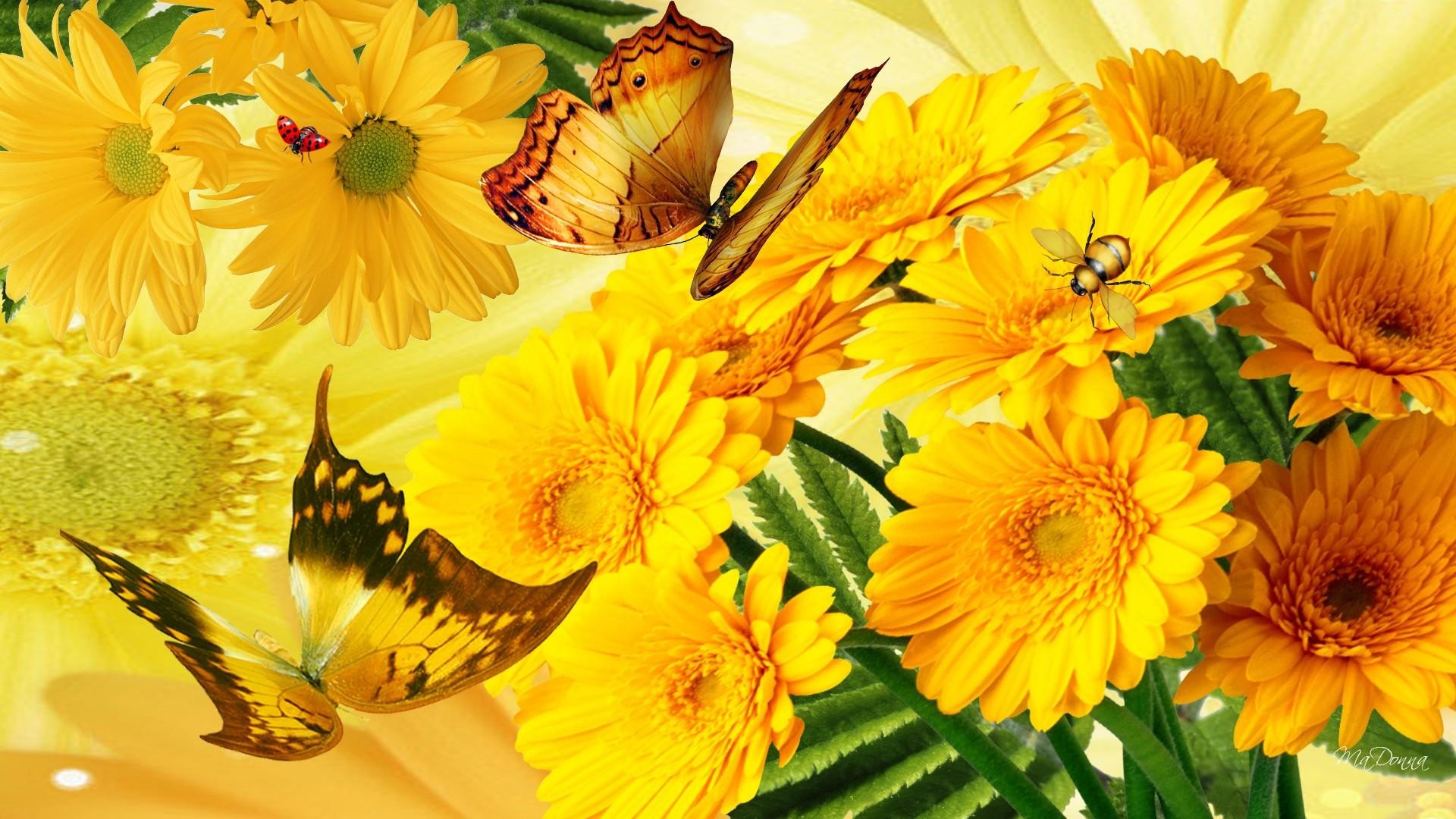 Free Stock Wallpaper gerbera, yellow flower, yellow, flower