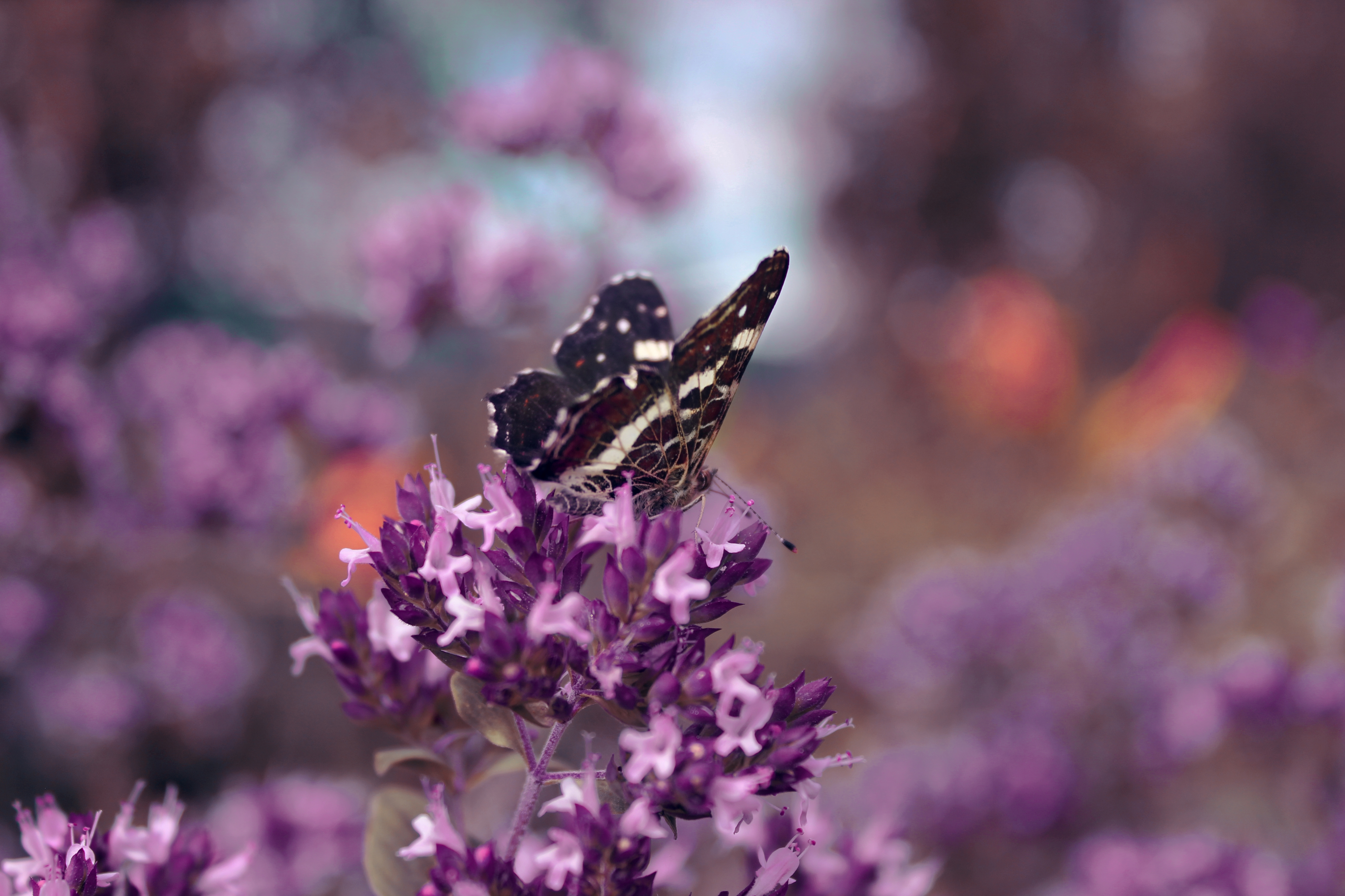 Laden Sie das Blume, Grass, Makro, Schmetterling, Flügel-Bild kostenlos auf Ihren PC-Desktop herunter