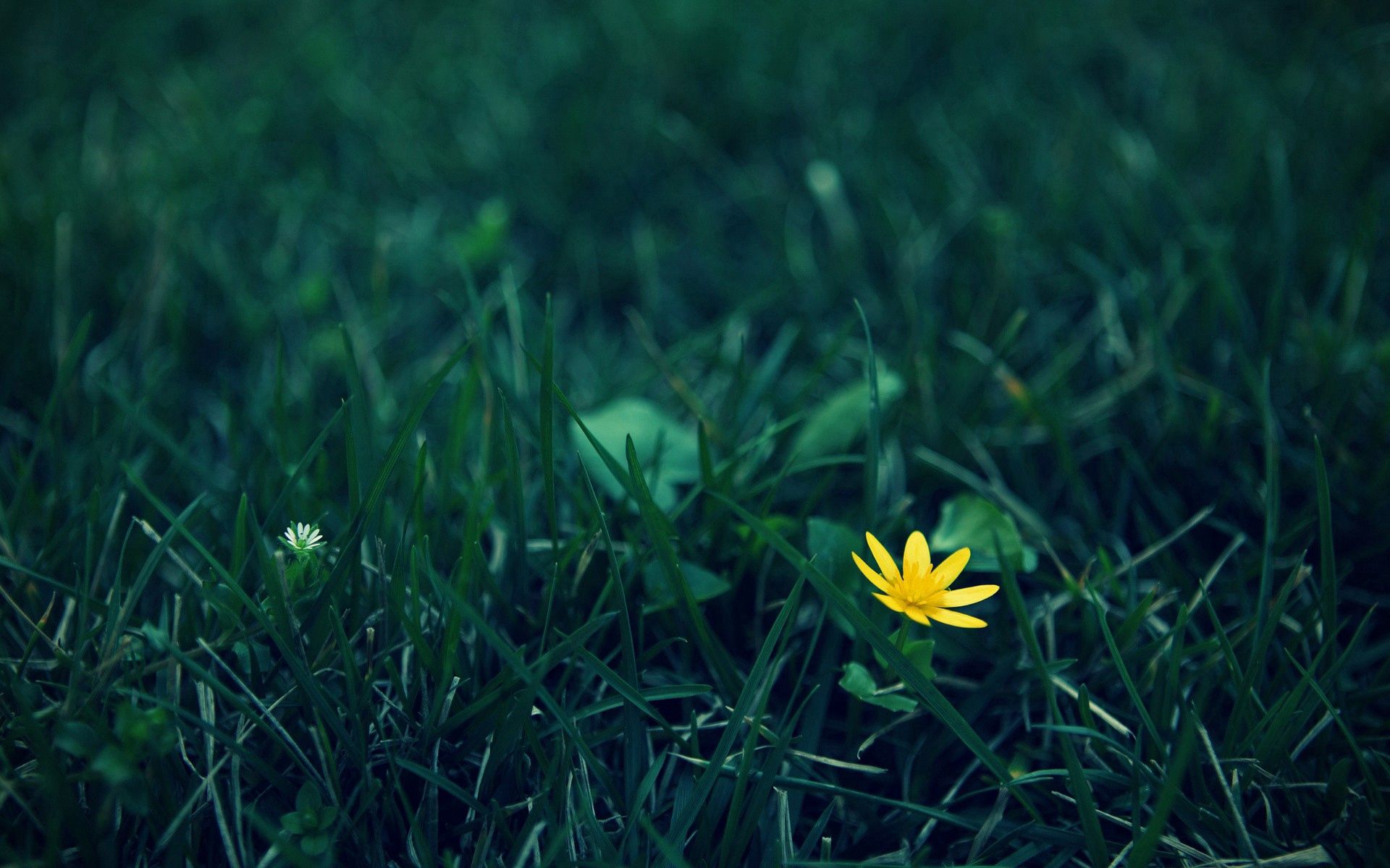 grass, flower, macro, dark, lawn