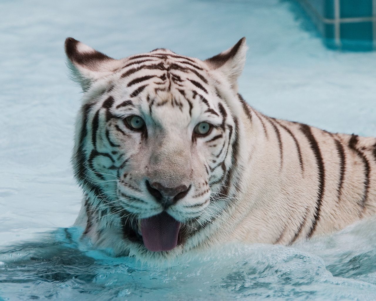 big cat, to swim, muzzle, water Swim HD Android Wallpapers