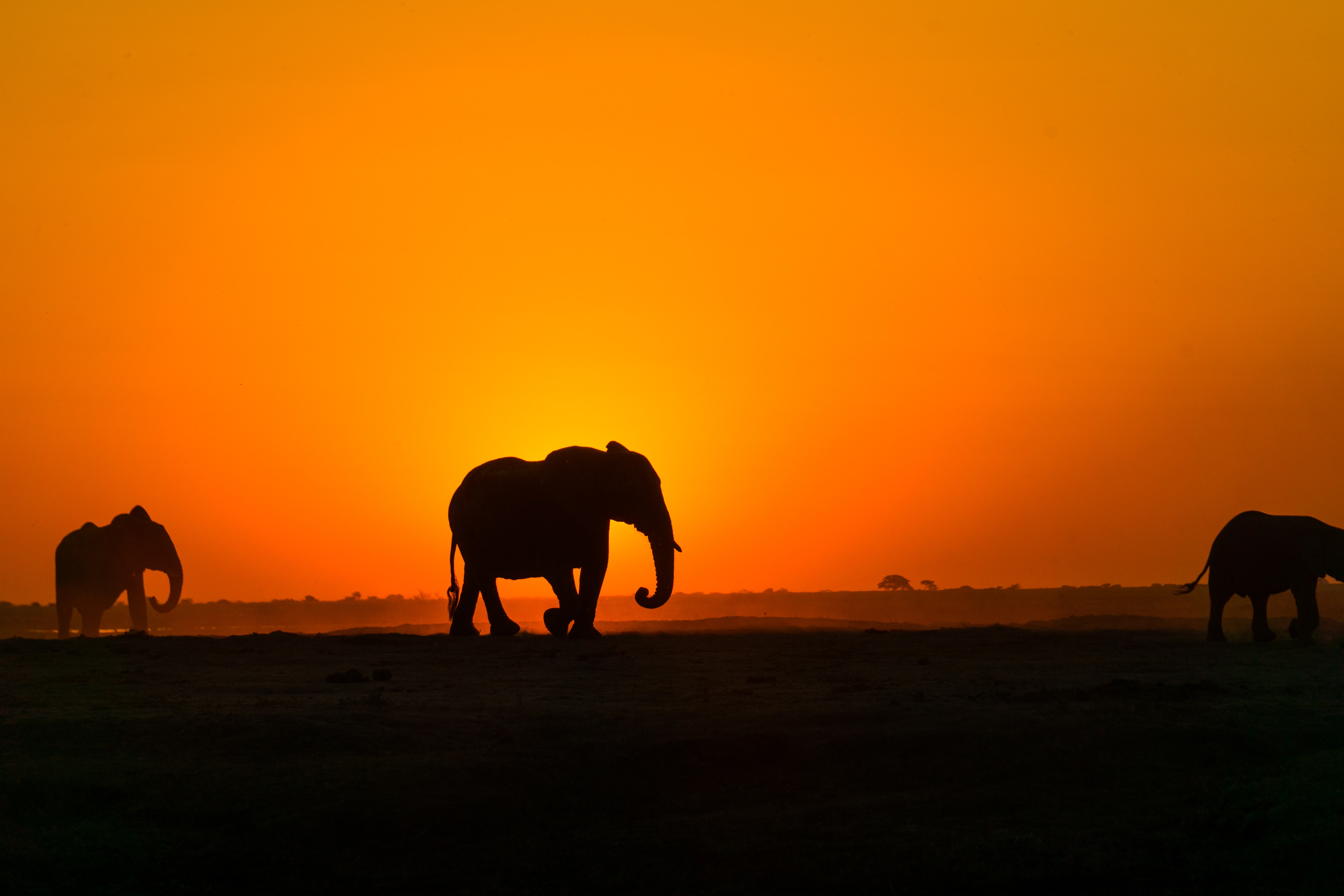 83088 Hintergrundbild herunterladen tiere, sunset, silhouette, elefant, elefanten, afrika - Bildschirmschoner und Bilder kostenlos