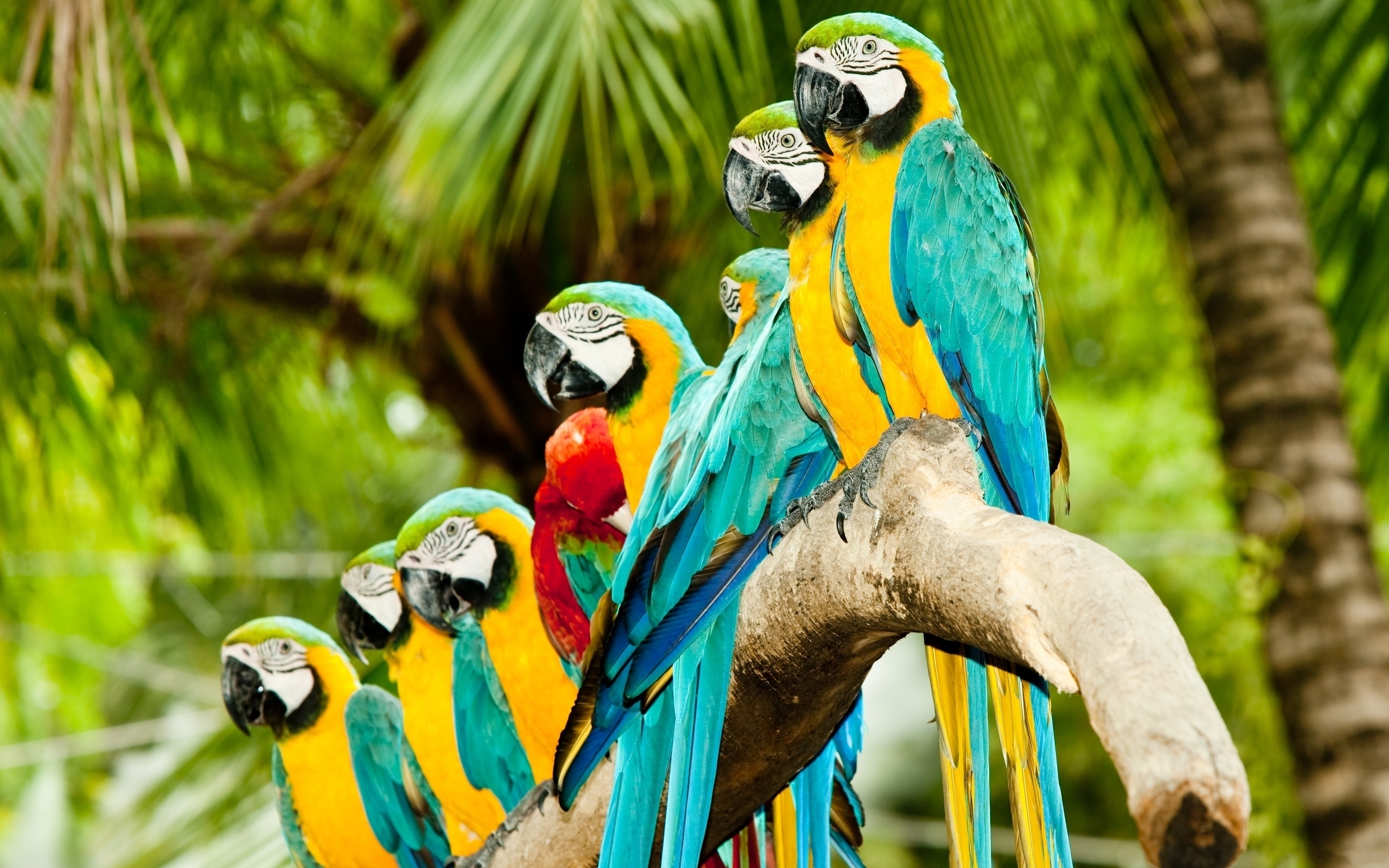 38911 Bild herunterladen papageien, tiere, vögel - Hintergrundbilder und Bildschirmschoner kostenlos