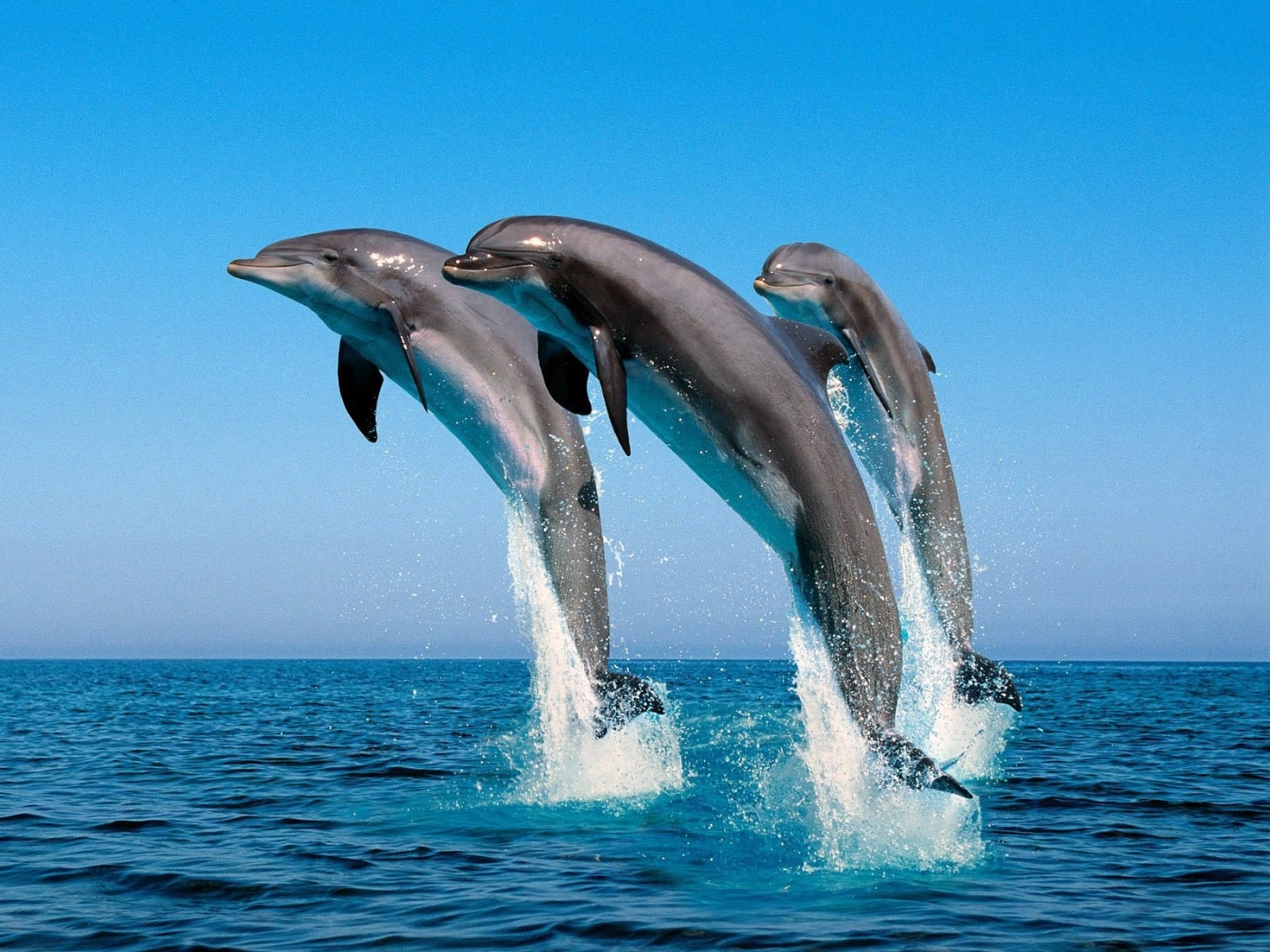 41920 Hintergrundbild herunterladen delfine, tiere, sea, blau - Bildschirmschoner und Bilder kostenlos