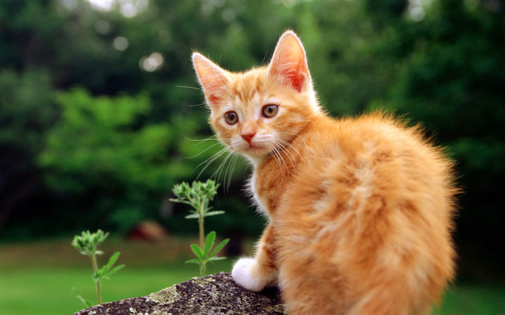 kitten, animals, grass, kitty, striped, look around, look back