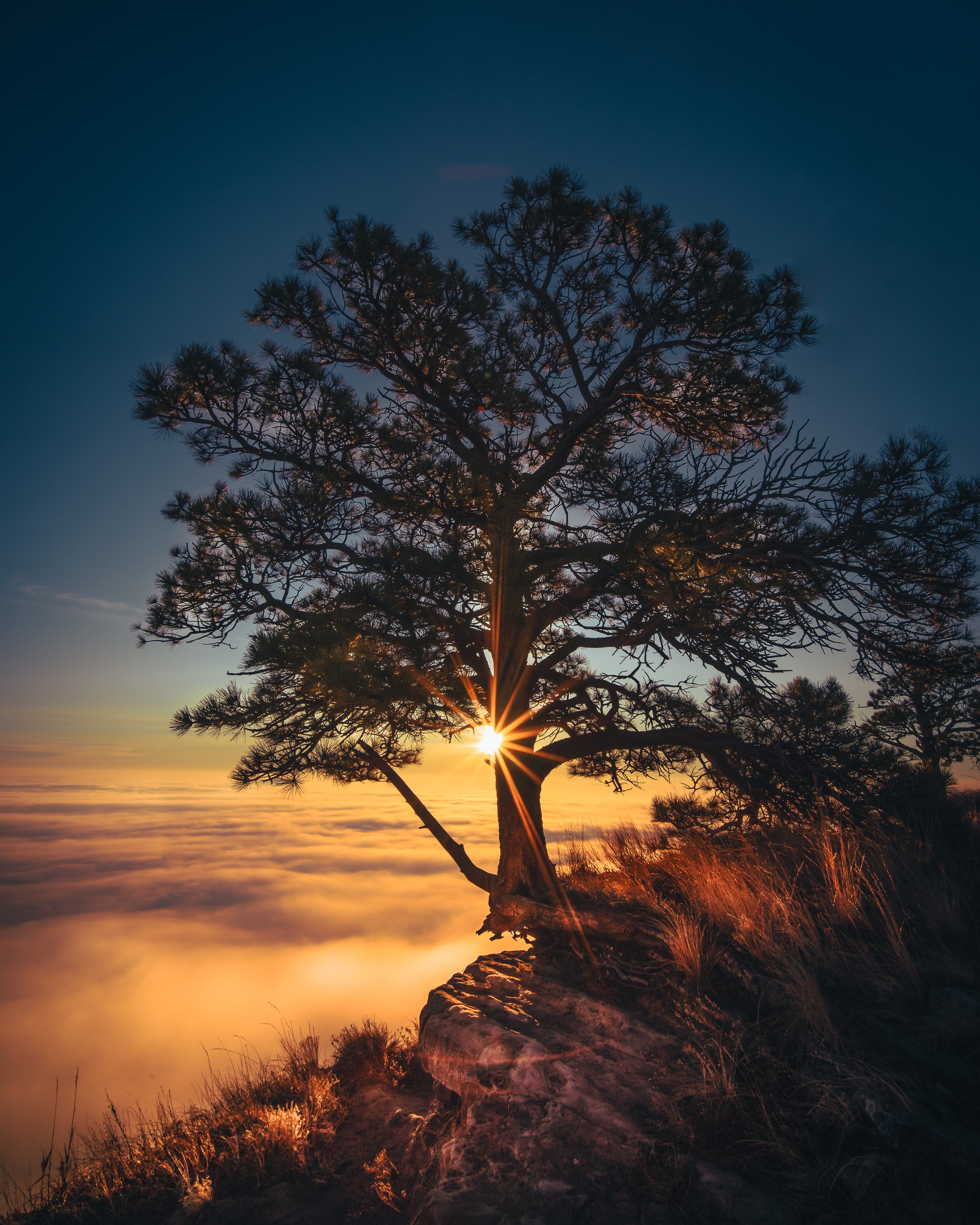 tree, nature, fog, cliff 4K iPhone