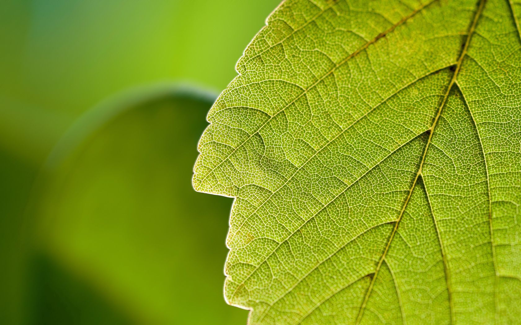 Phone Wallpaper leaf, nature, greens, macro