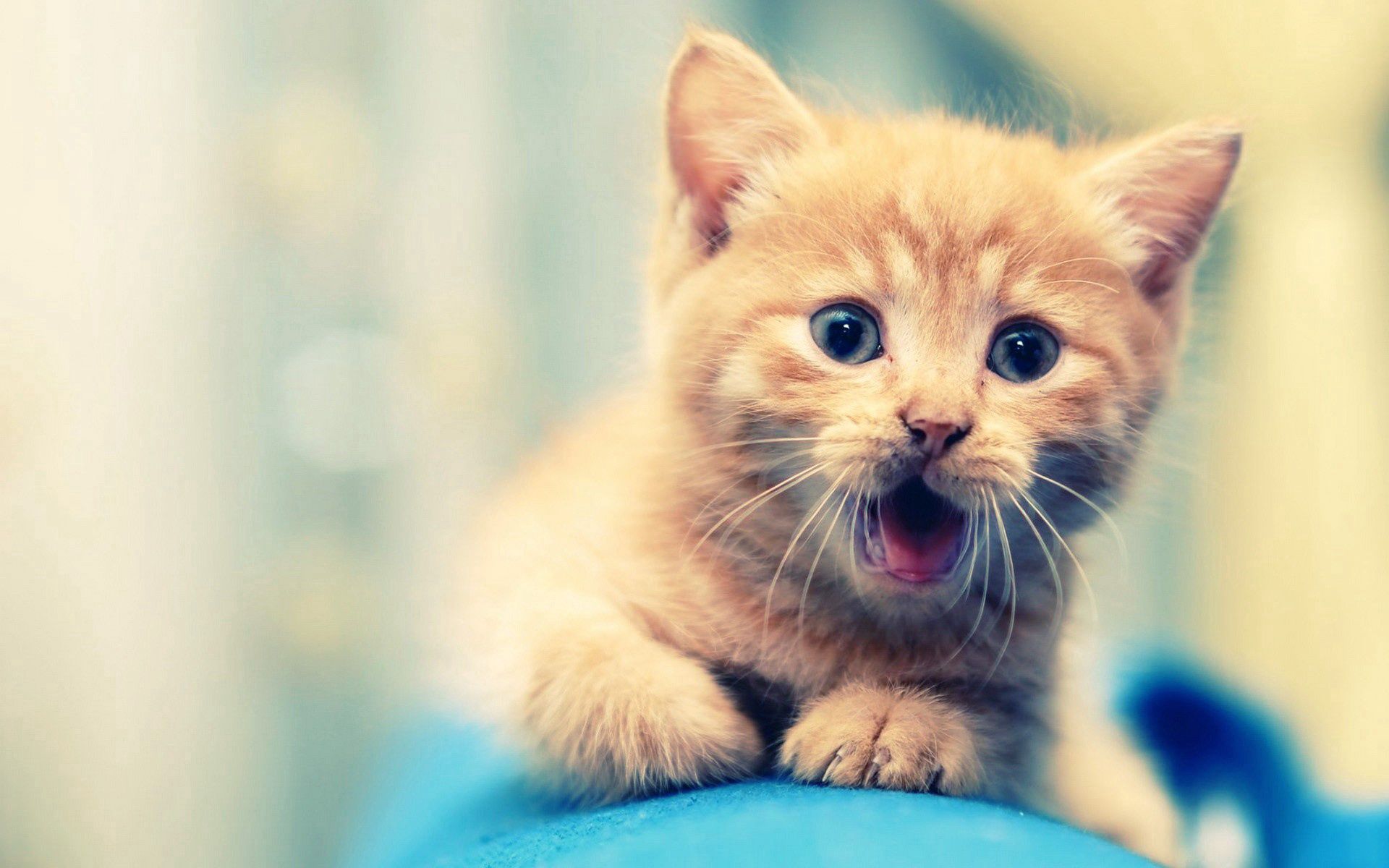 Smartphone Background kitten, beautiful, kid, animals