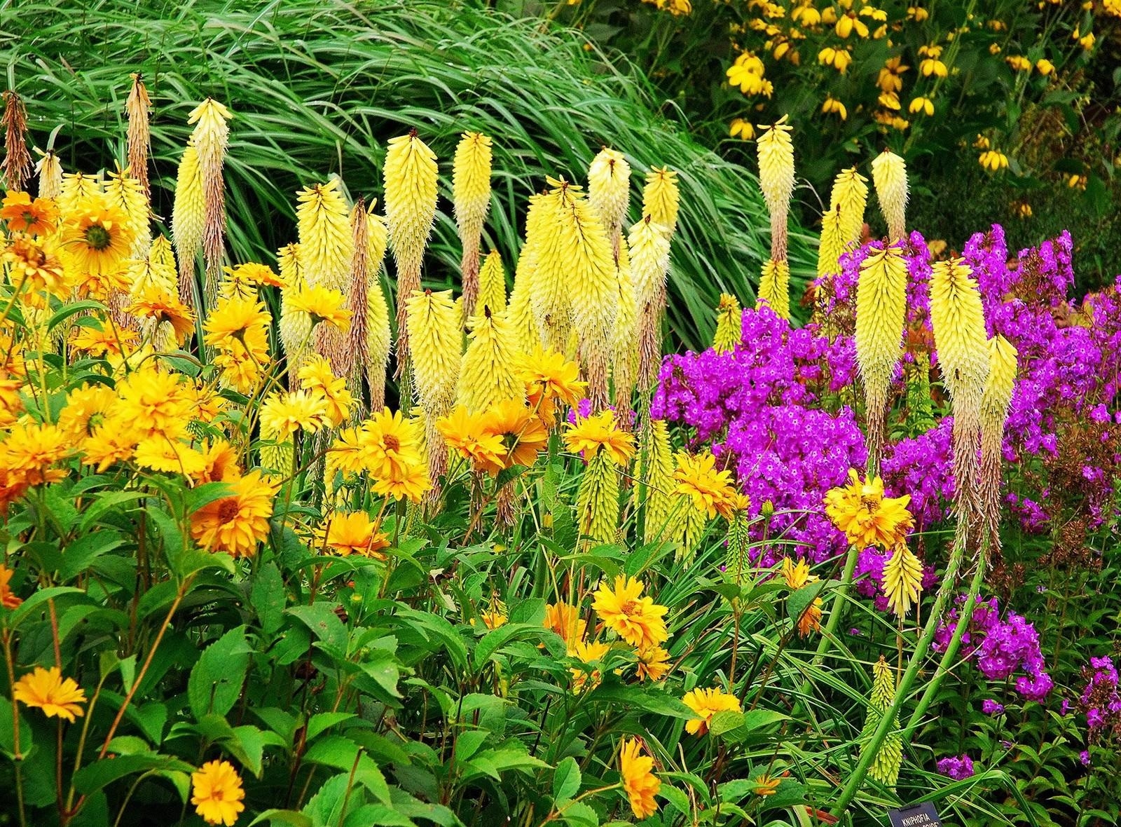 greens, flowers, bright, flower bed Flowerbed HD Android Wallpapers