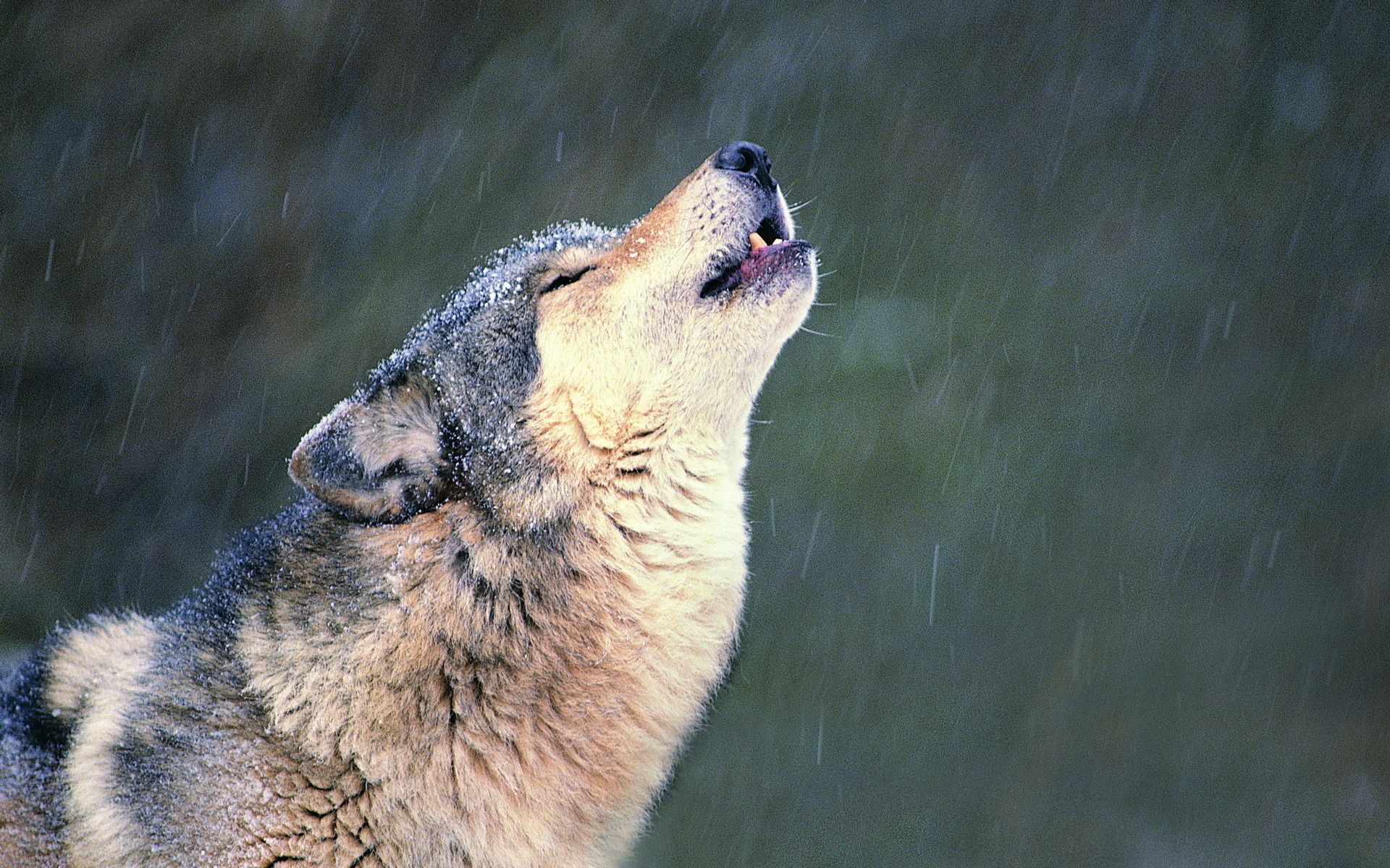 Laden Sie das Tiere, Schnauze, Wolf, Einsamkeit, Heulen-Bild kostenlos auf Ihren PC-Desktop herunter