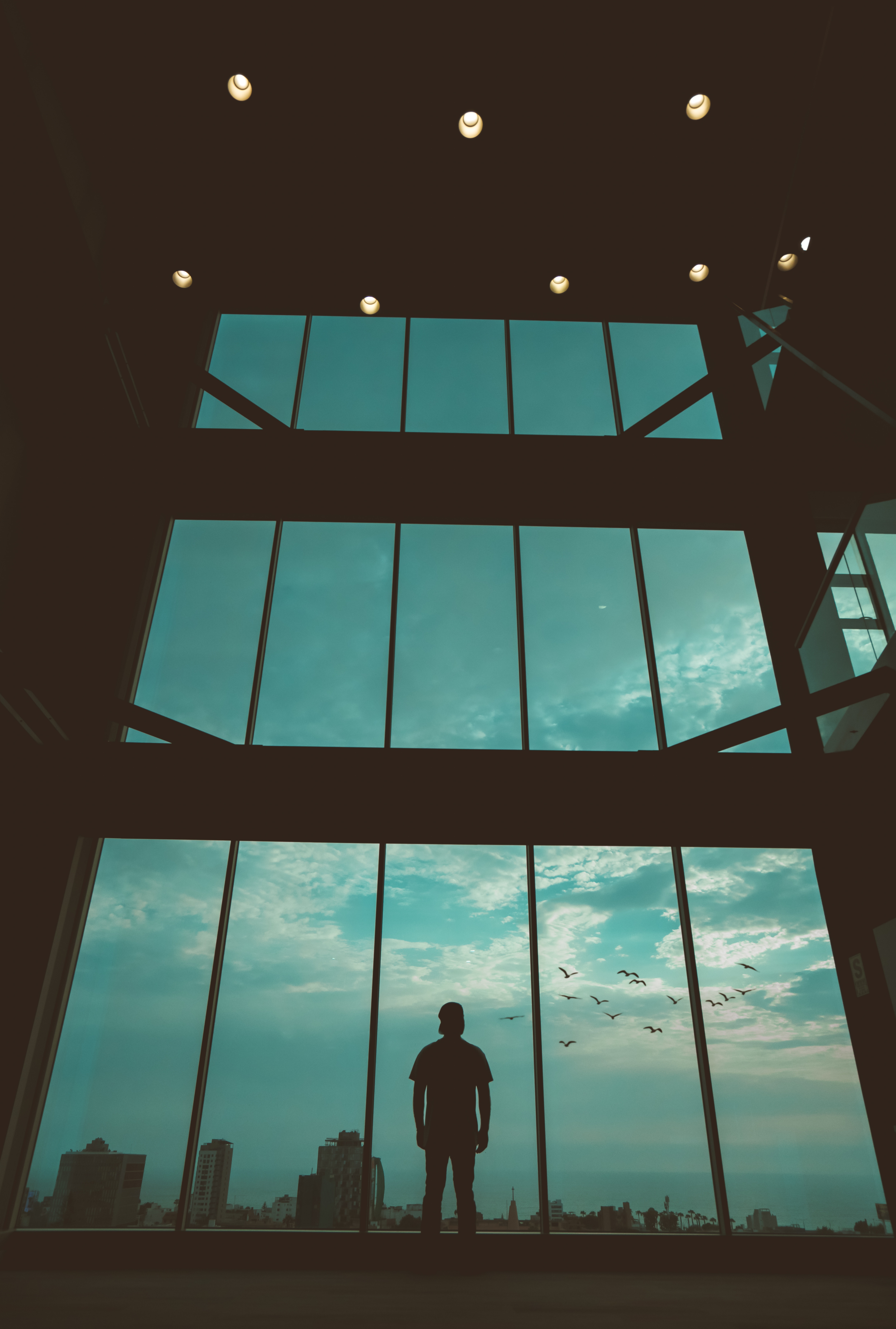 silhouette, dark, birds, window, human, person Phone Background