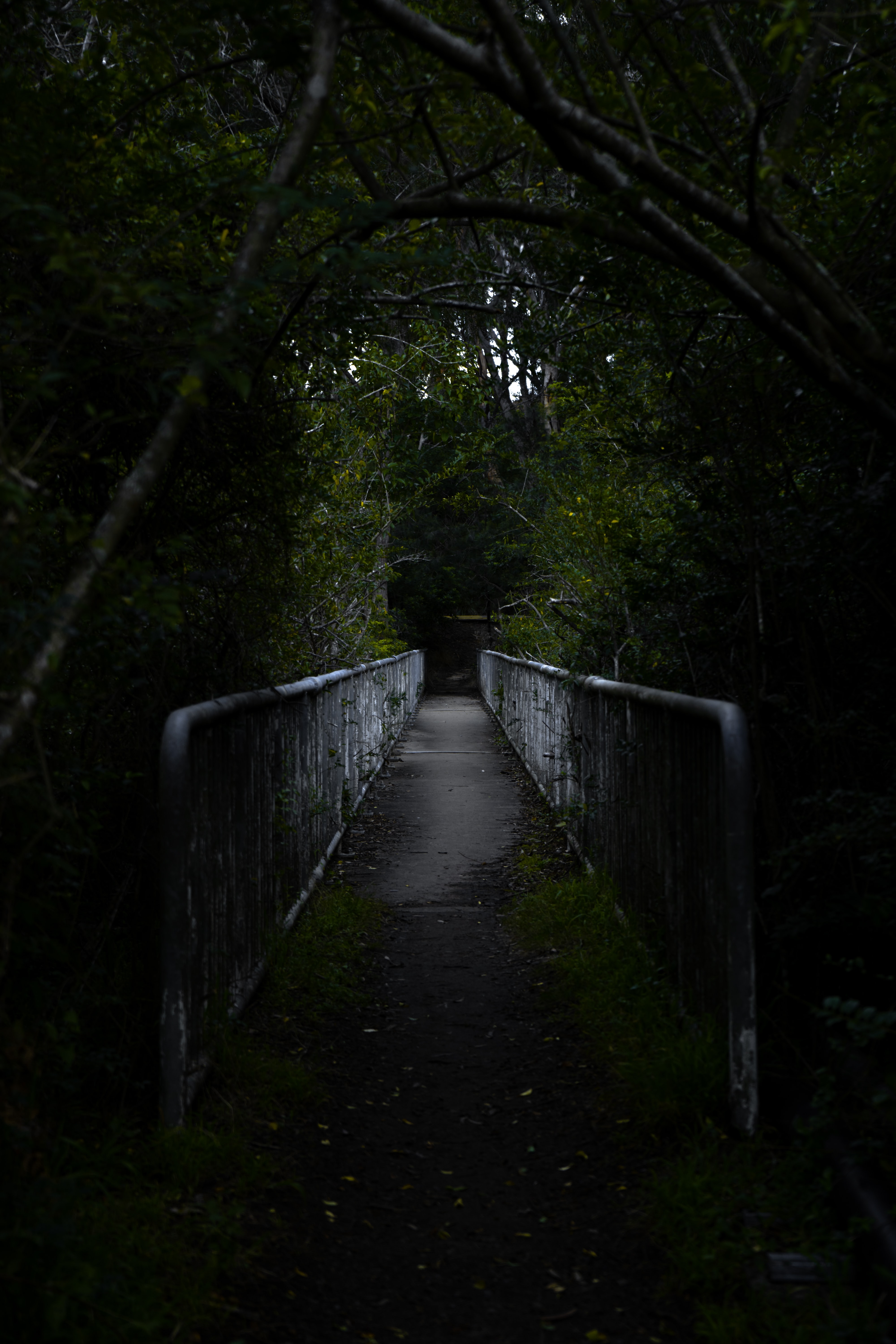 vertical wallpaper bridge, dark, road, forest, dahl, distance