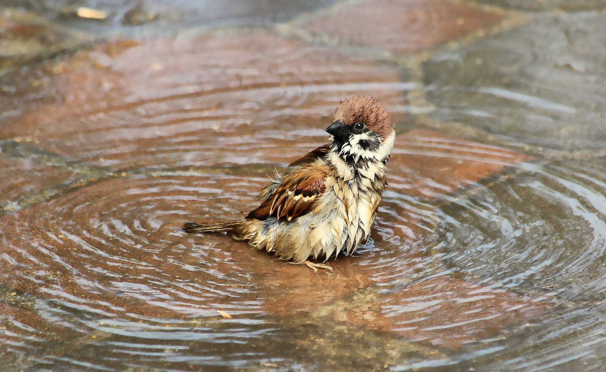 animals, water, bird, sparrow, wet Phone Background