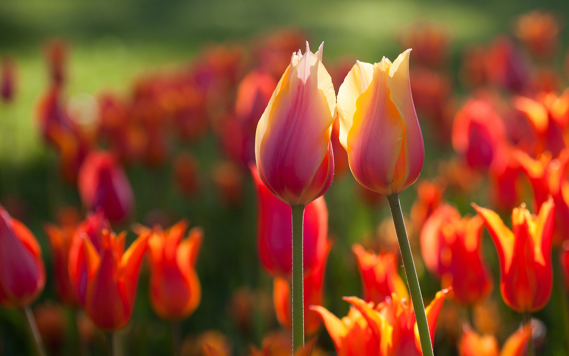 29840 télécharger le fond d'écran tulipes, plantes, fleurs - économiseurs d'écran et images gratuitement