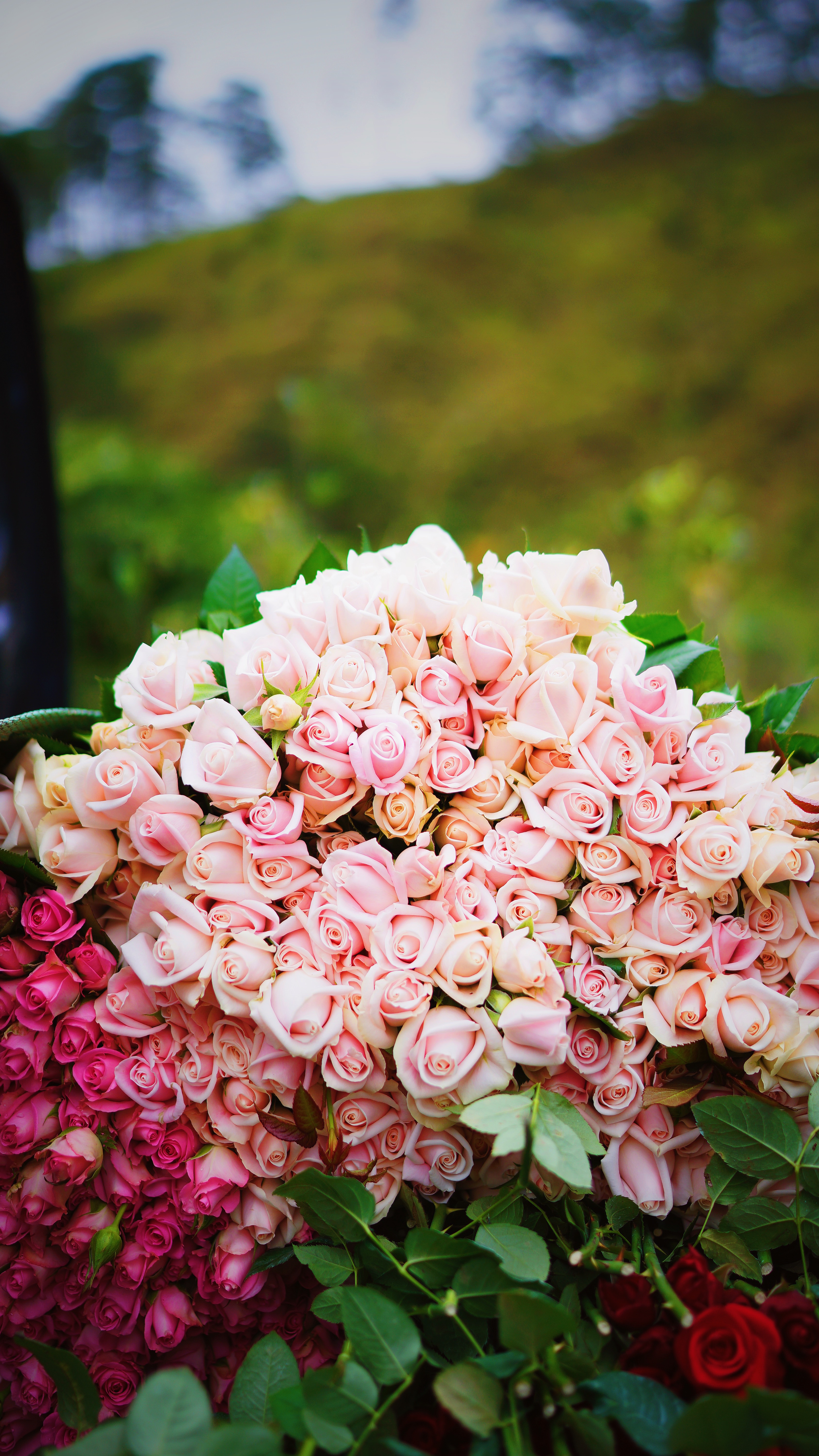 Handy-Wallpaper Blumen, Roses, Rosa, Strauß, Bouquet, Vorhanden, Geschenk, Zärtlichkeit kostenlos herunterladen.