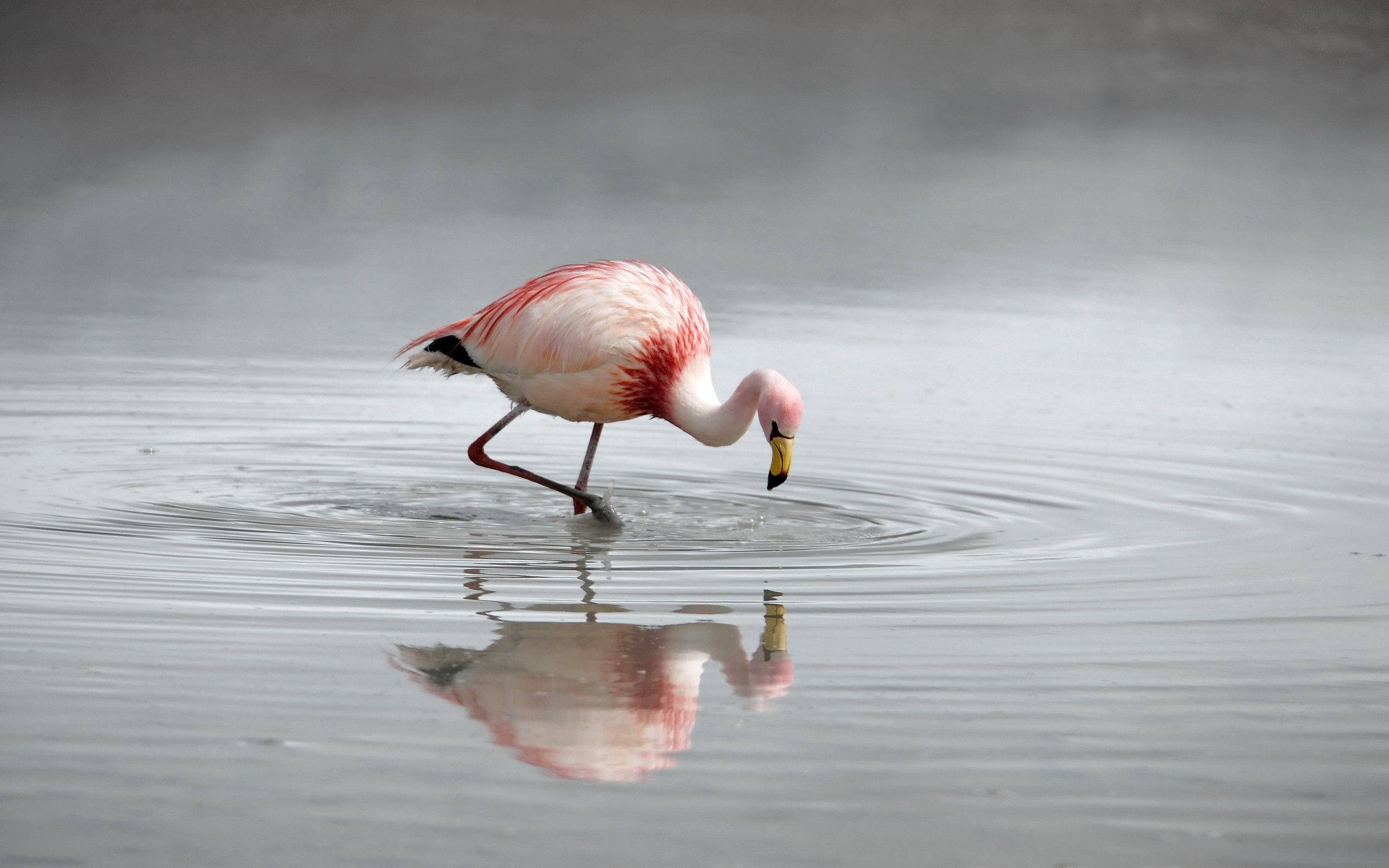 149877 Bildschirmschoner und Hintergrundbilder Flamingo auf Ihrem Telefon. Laden Sie tiere, wasser, flüsse, flamingo, see, vogel, farbe, jagd, gefieder Bilder kostenlos herunter