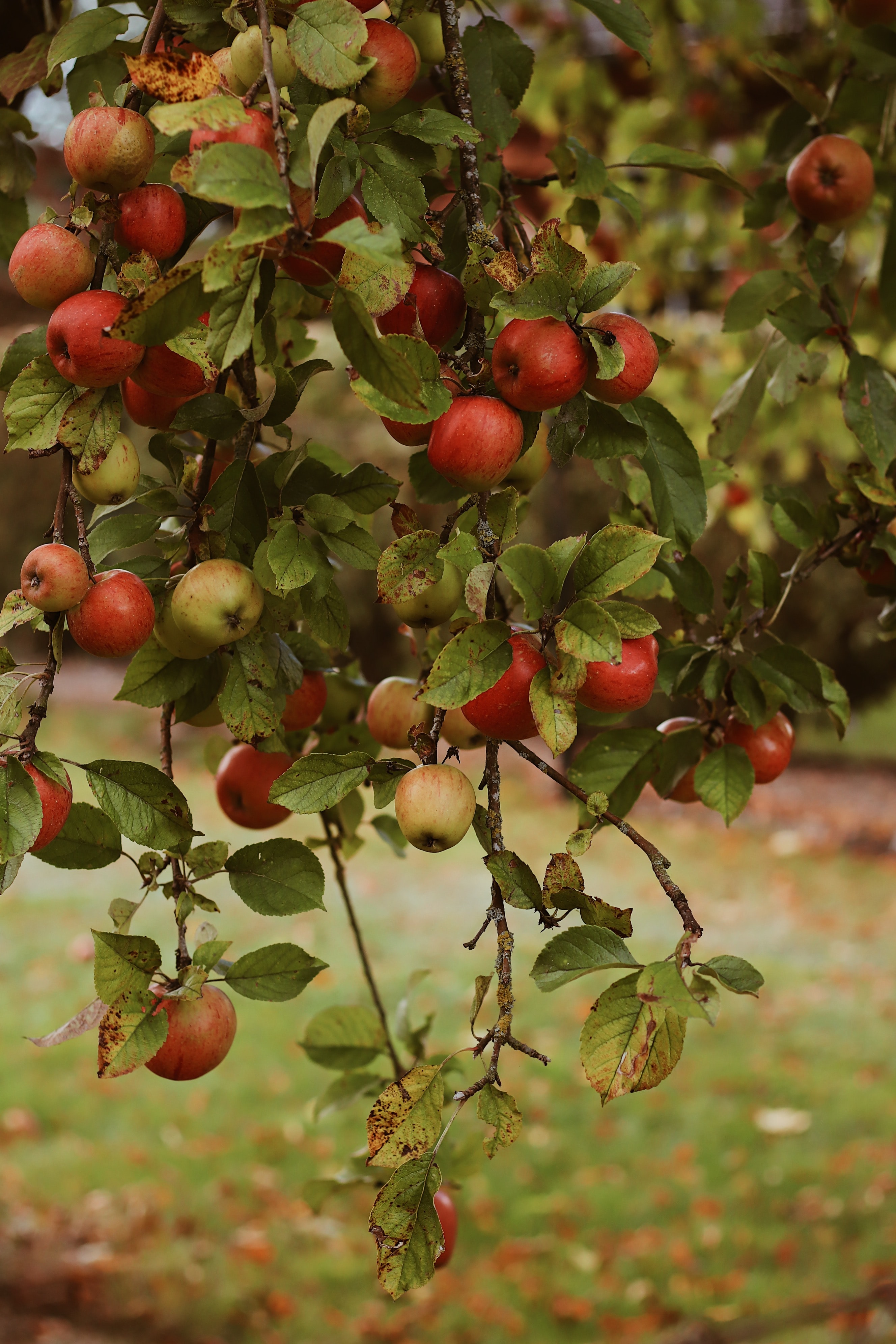 autumn, garden, harvest, apples, food, fruits Full HD