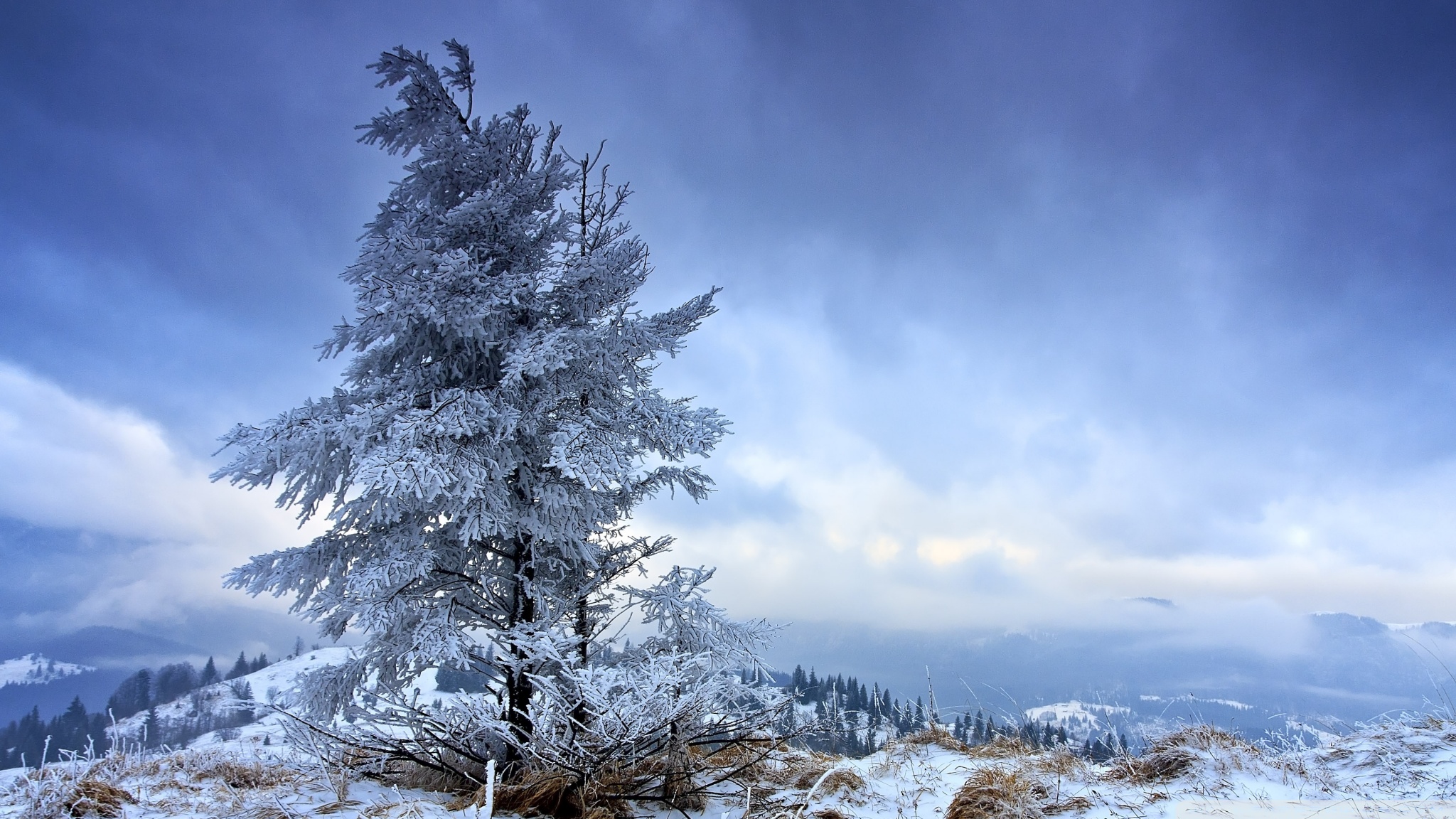 earth, winter, fir, snow, tree UHD