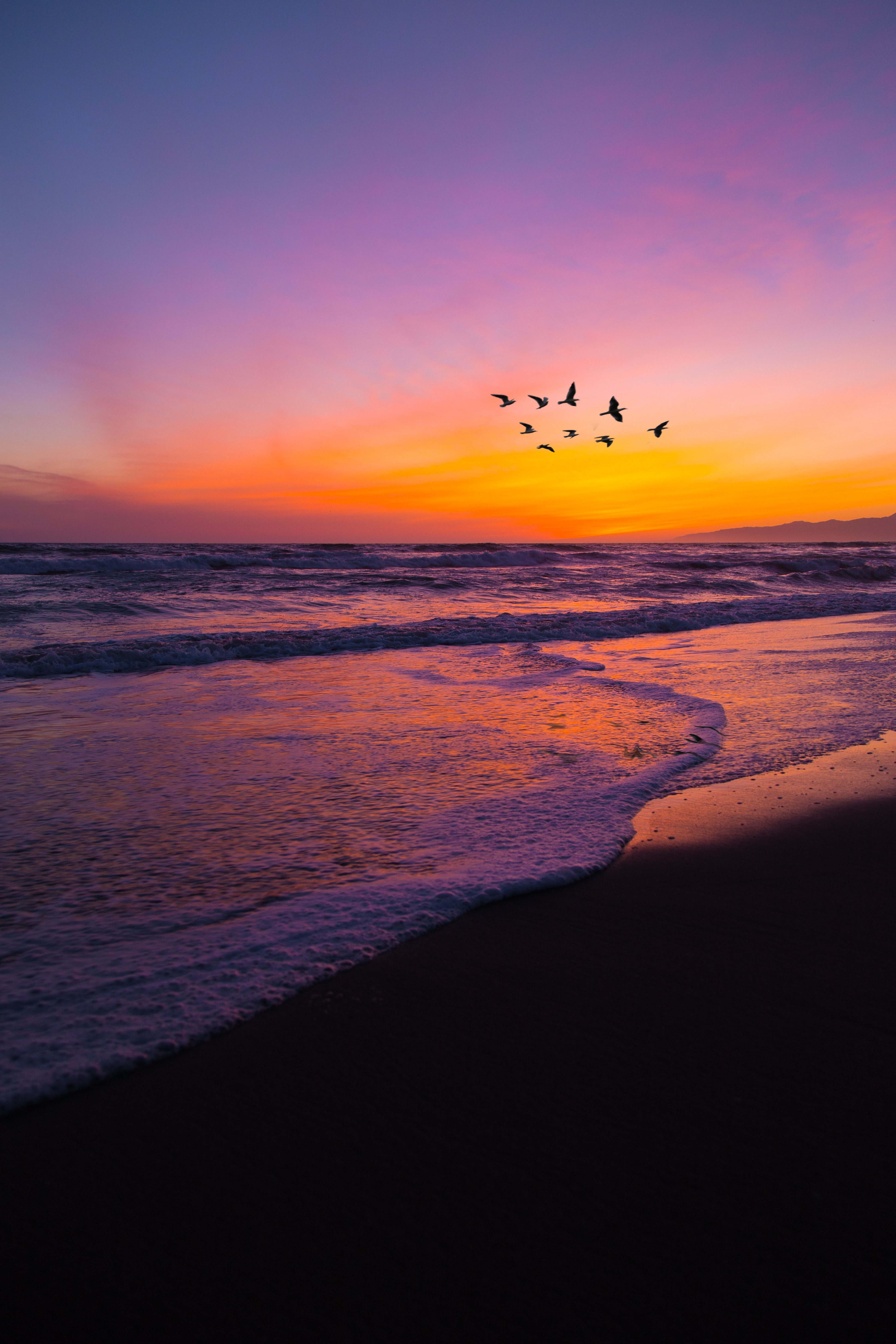 birds, nature, sunset, beach, flock 2160p