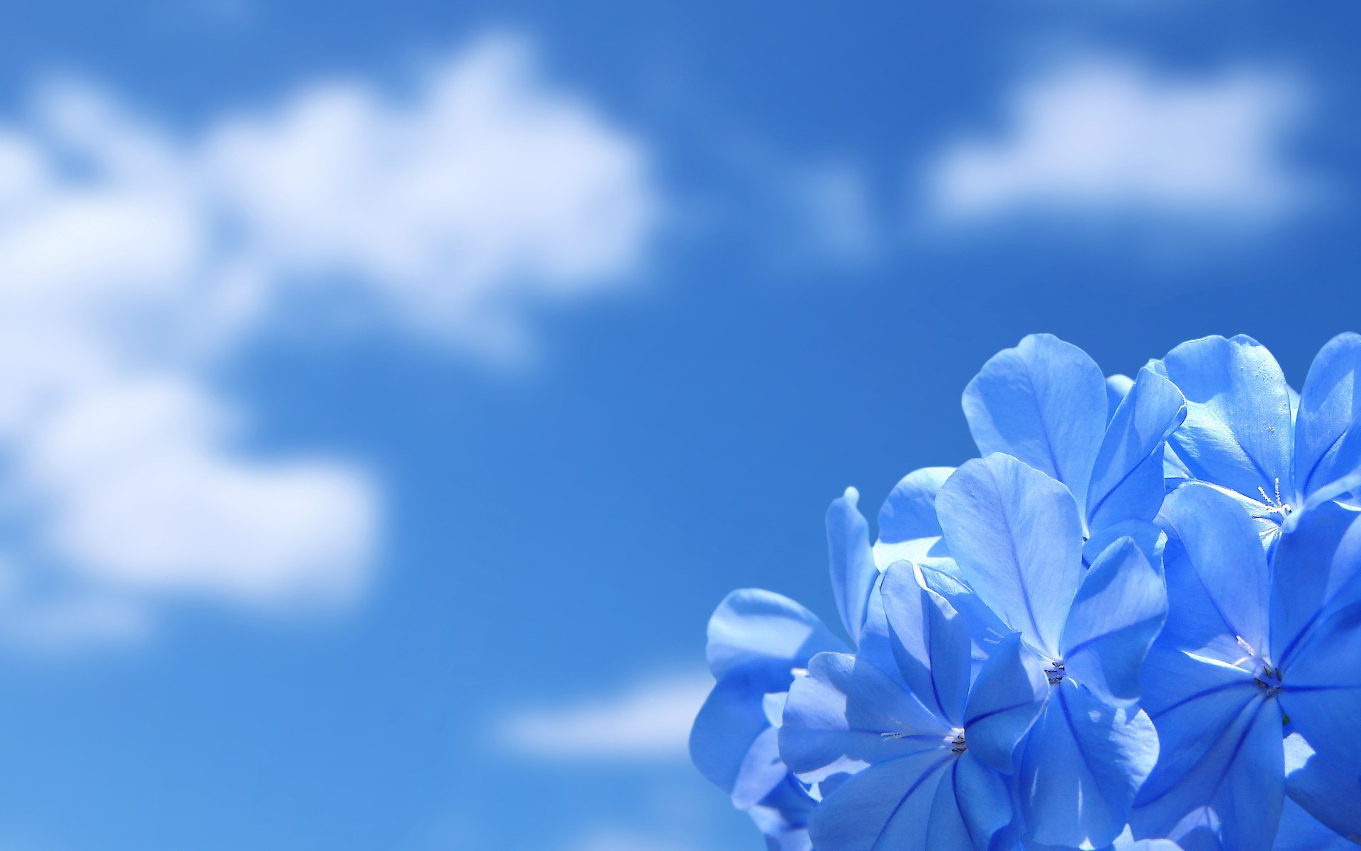 HD desktop wallpaper: Flowers, Flower, Earth, Blue Flower download ...