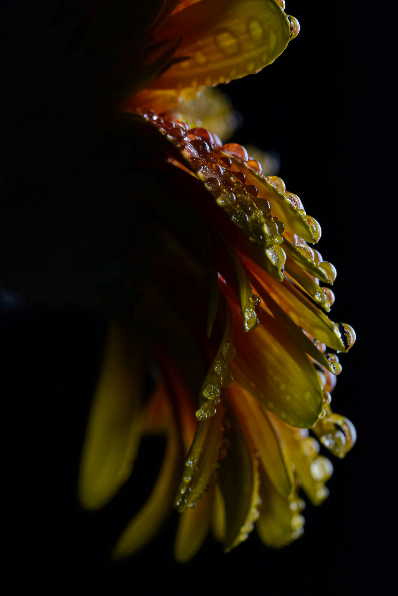 3d Image drops, wet, petals, flower