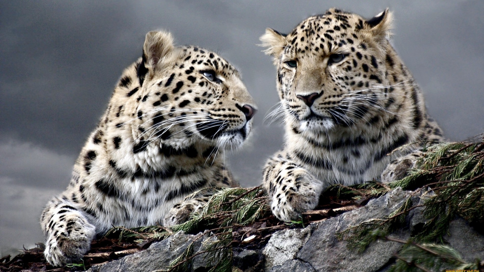 animals, leopards 1080p