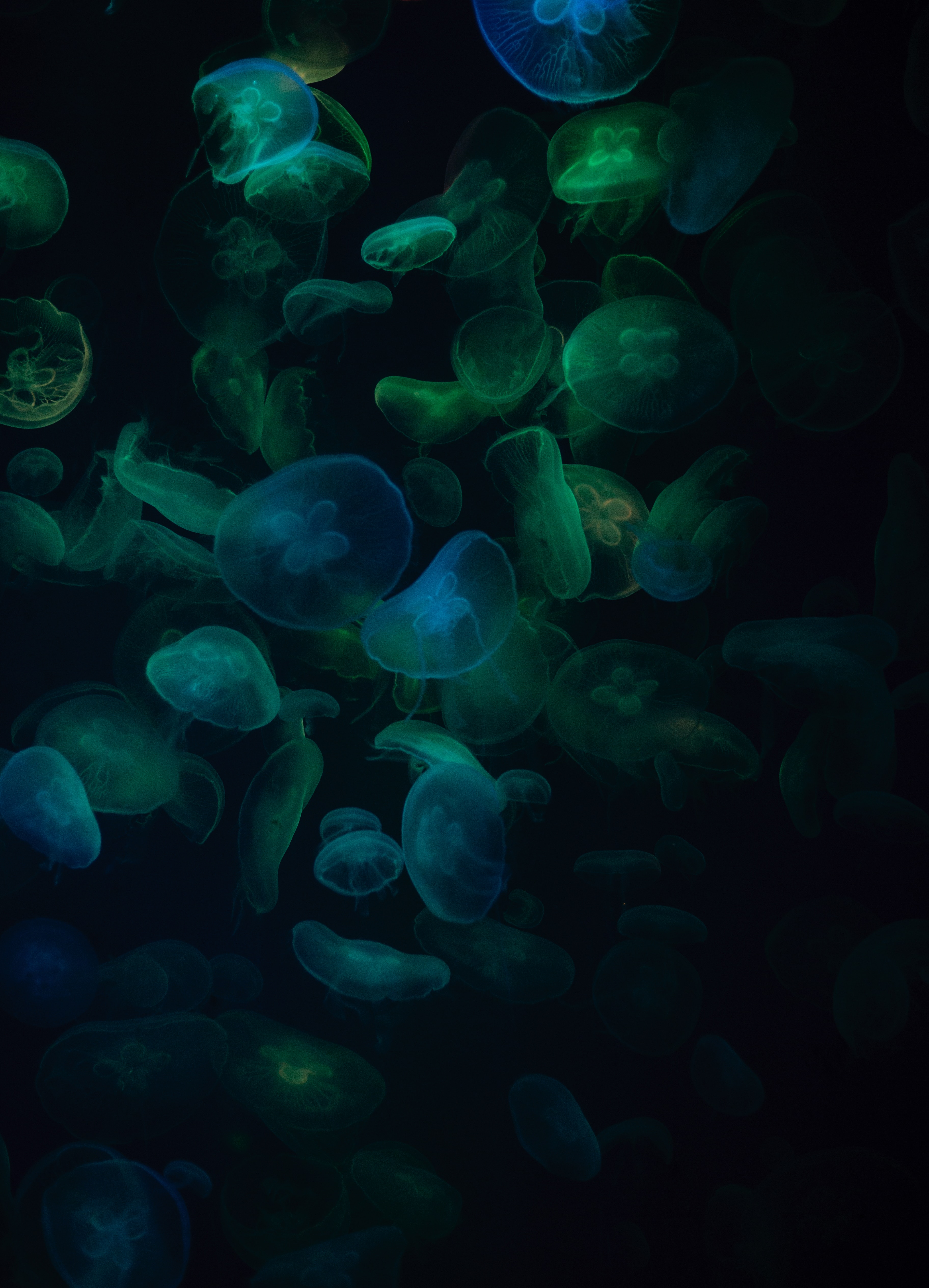 dark, jellyfish, animals, transparent, underwater world