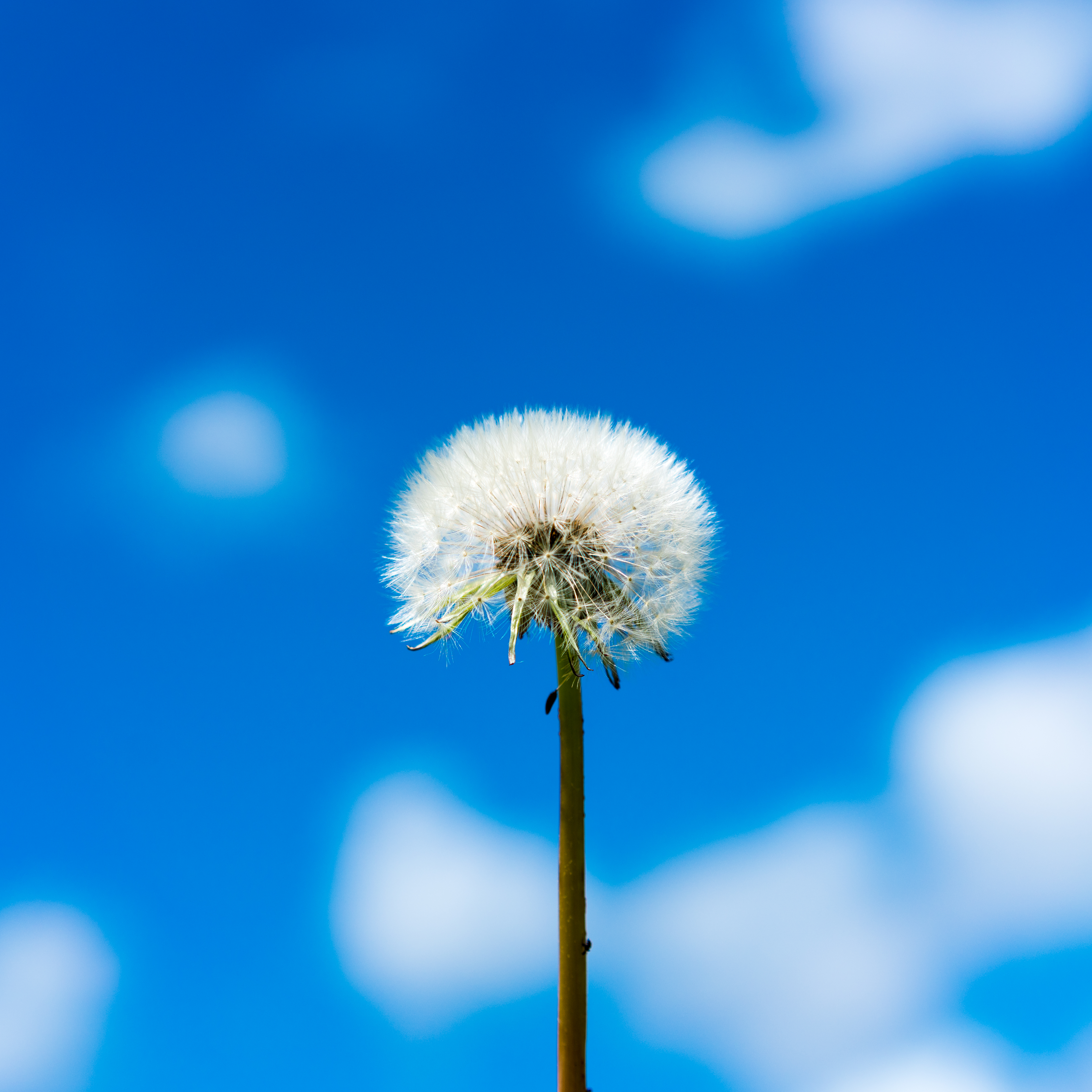 124329 download wallpaper flower, sky, clouds, macro, dandelion, fluff, fuzz screensavers and pictures for free