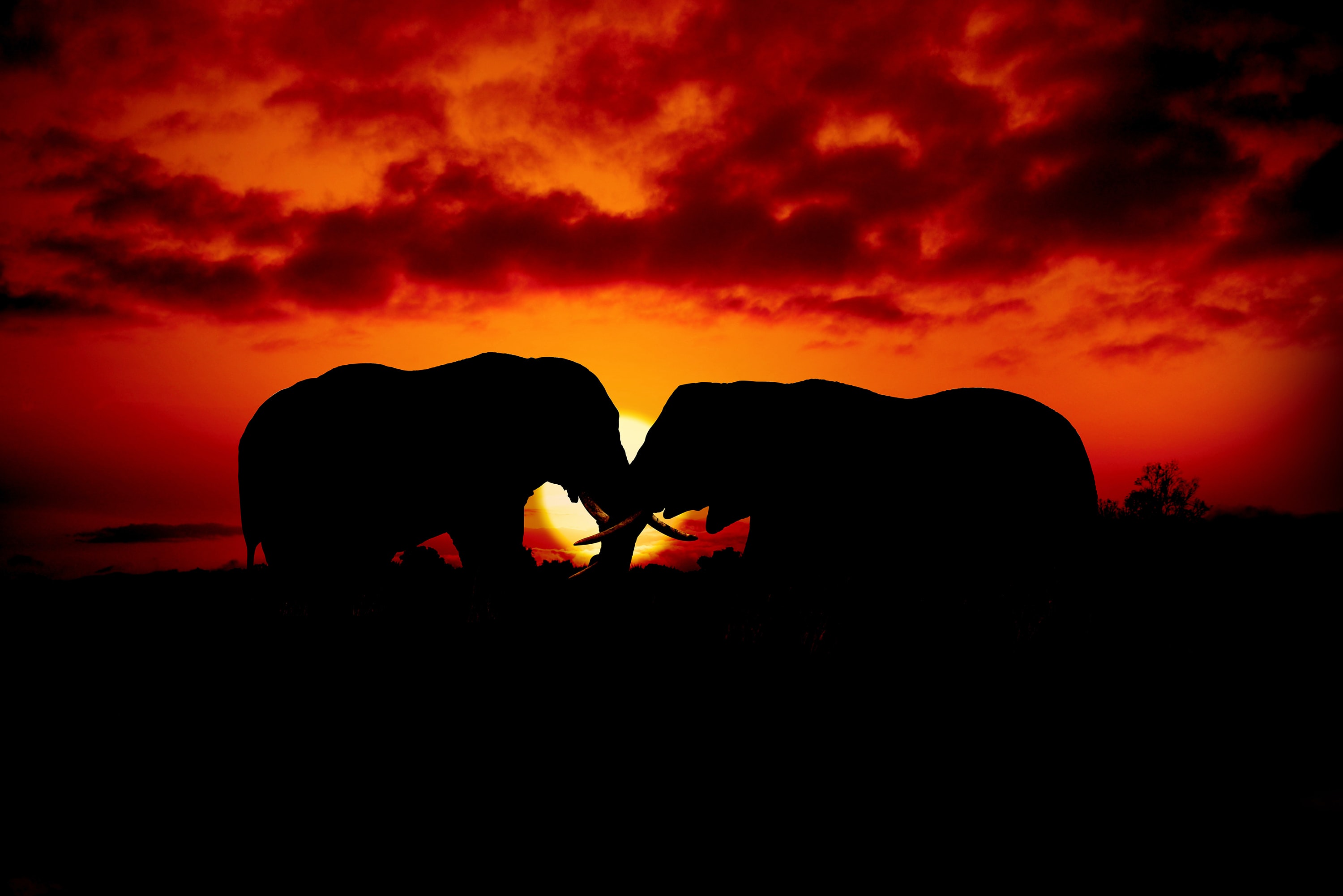 97264 Hintergrundbild herunterladen sunset, elephants, dunkel, paar, silhouetten - Bildschirmschoner und Bilder kostenlos