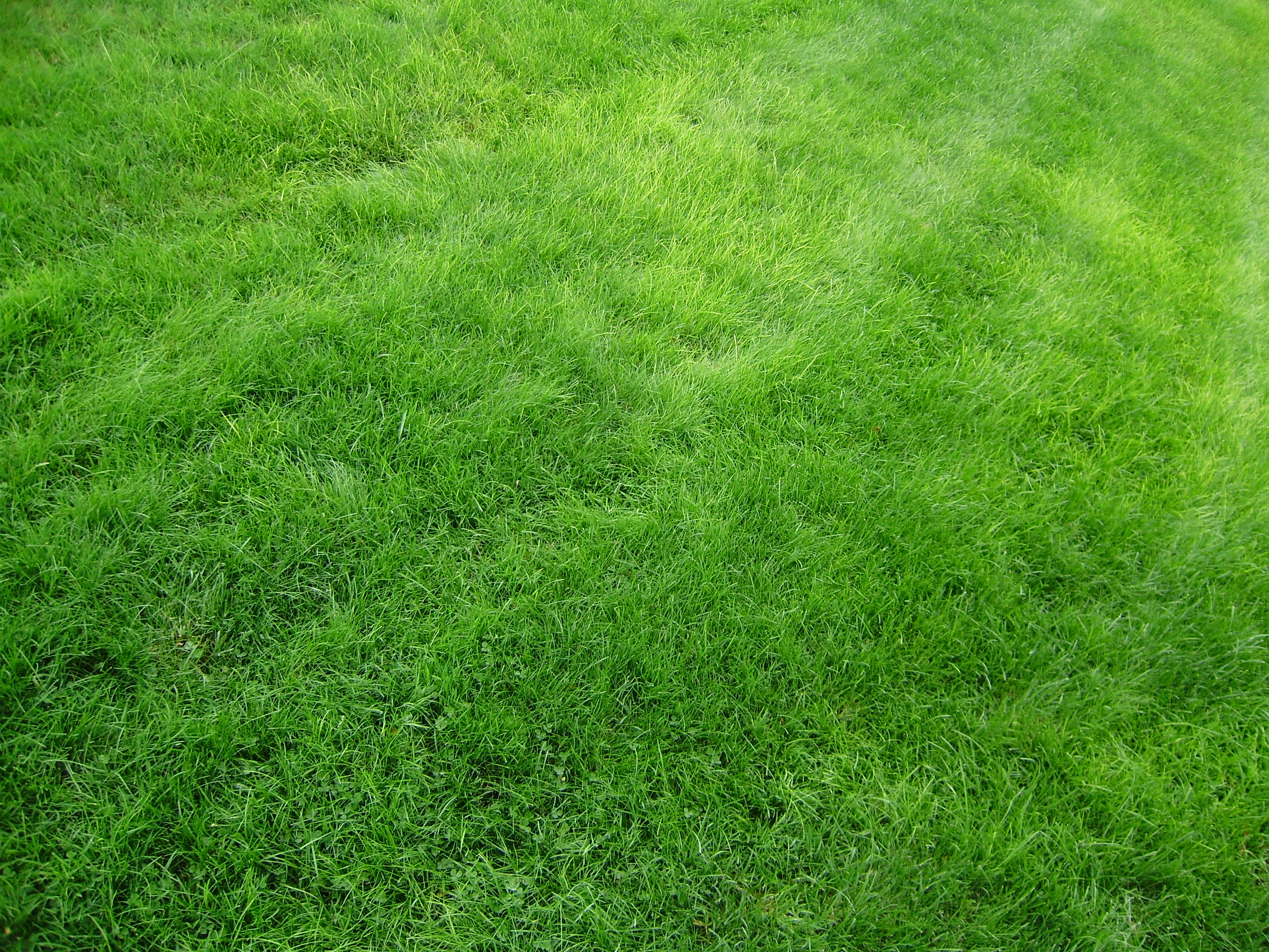 grass, lawn, green, texture, field, textures QHD