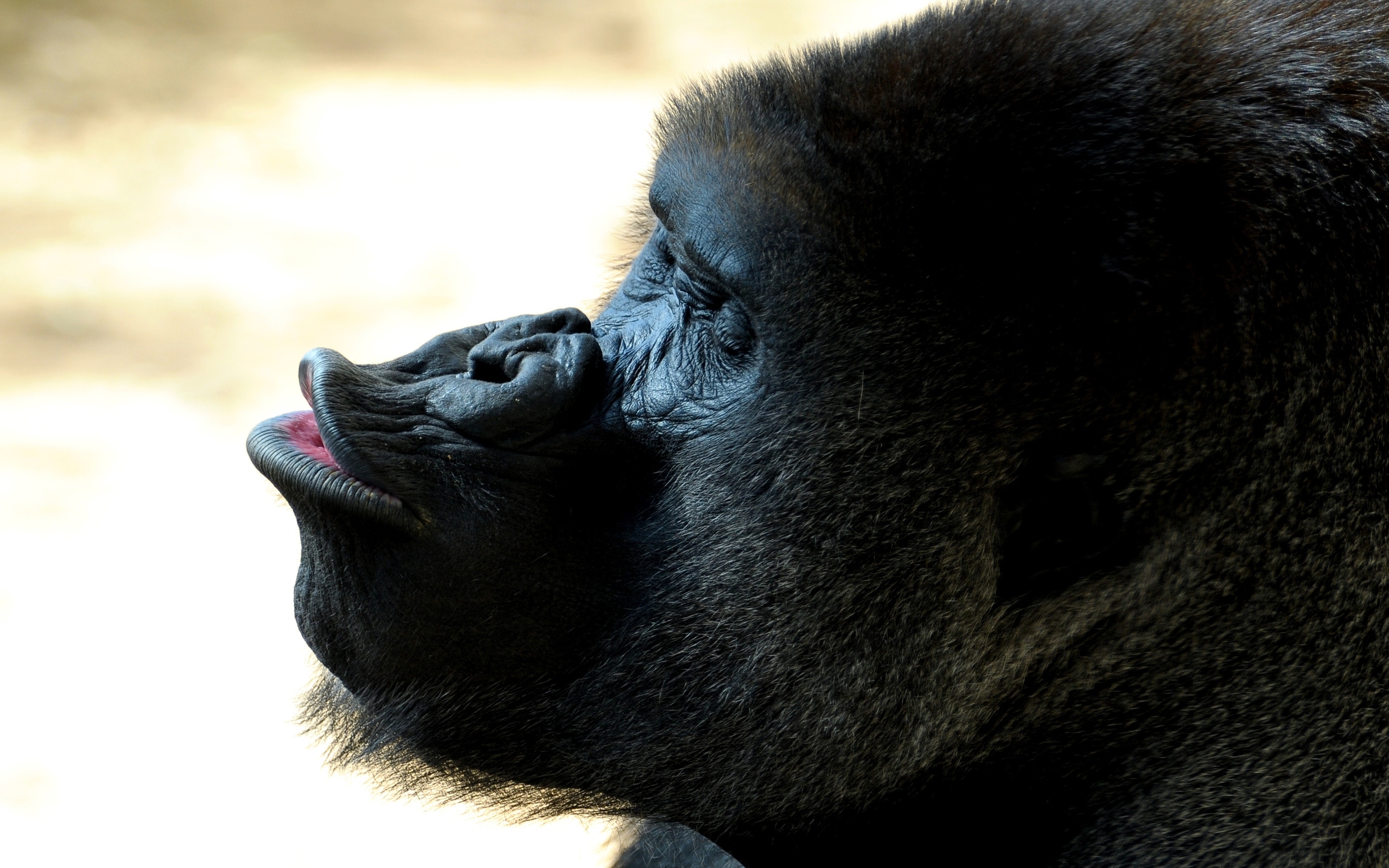 41430 Bild herunterladen tiere, monkeys, schwarz - Hintergrundbilder und Bildschirmschoner kostenlos