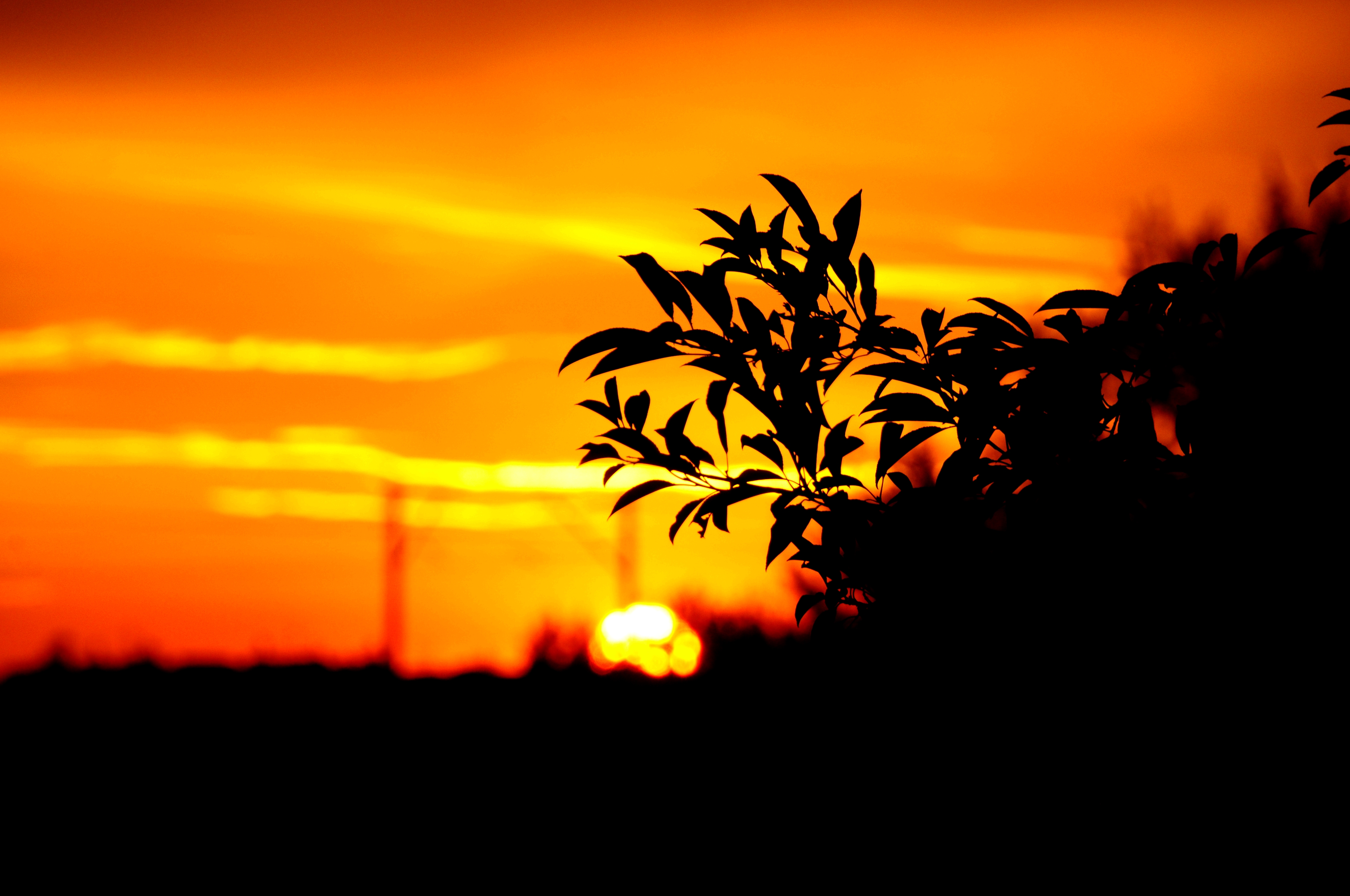 Tablet FHD pic sunset, outlines, branch, leaves