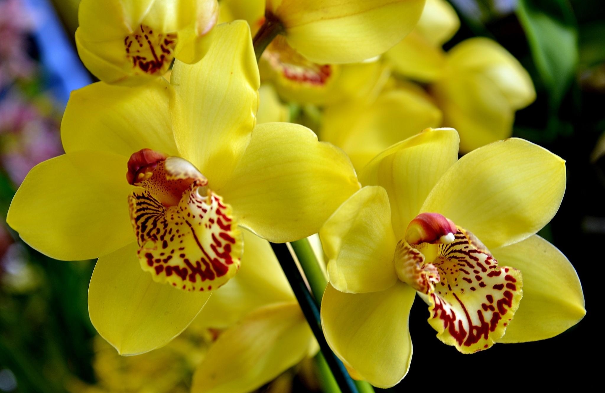 Laden Sie Orchidee HD-Desktop-Hintergründe herunter