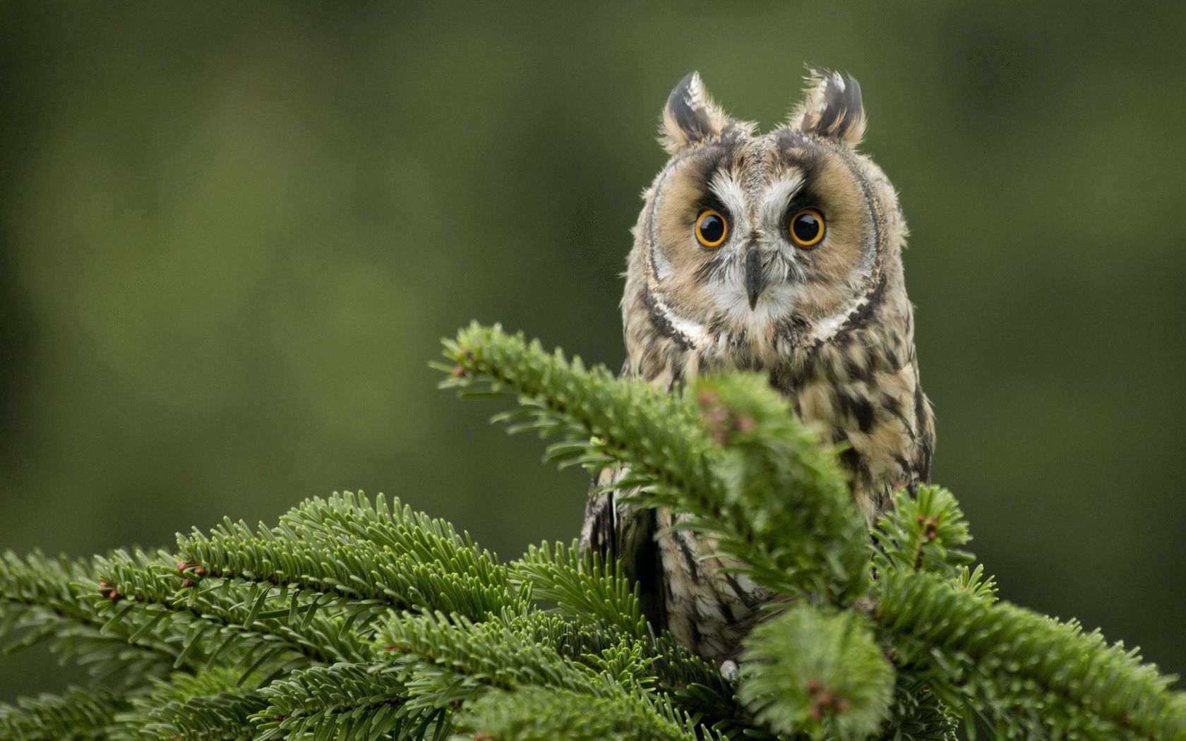 80018 3840x1080 PC pictures for free, download bird, predator, owl, branch 3840x1080 wallpapers on your desktop