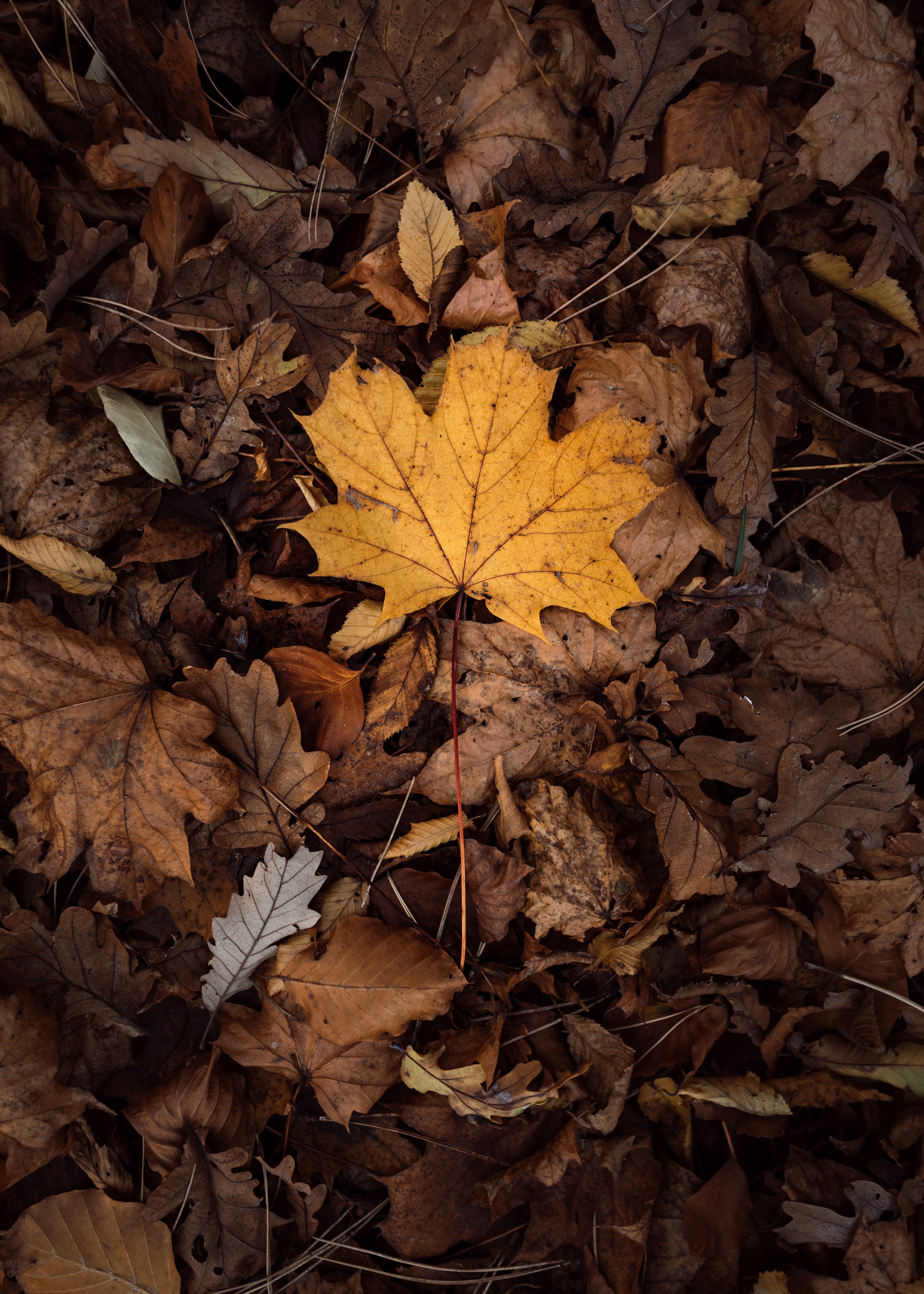 Handy-Wallpaper Herbst, Natur, Blätter, Laub, Trocken kostenlos herunterladen.