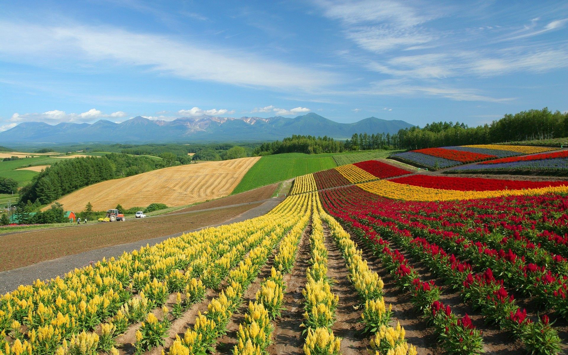 rows, field, multicolored, ranks, nature, flowers, japan UHD