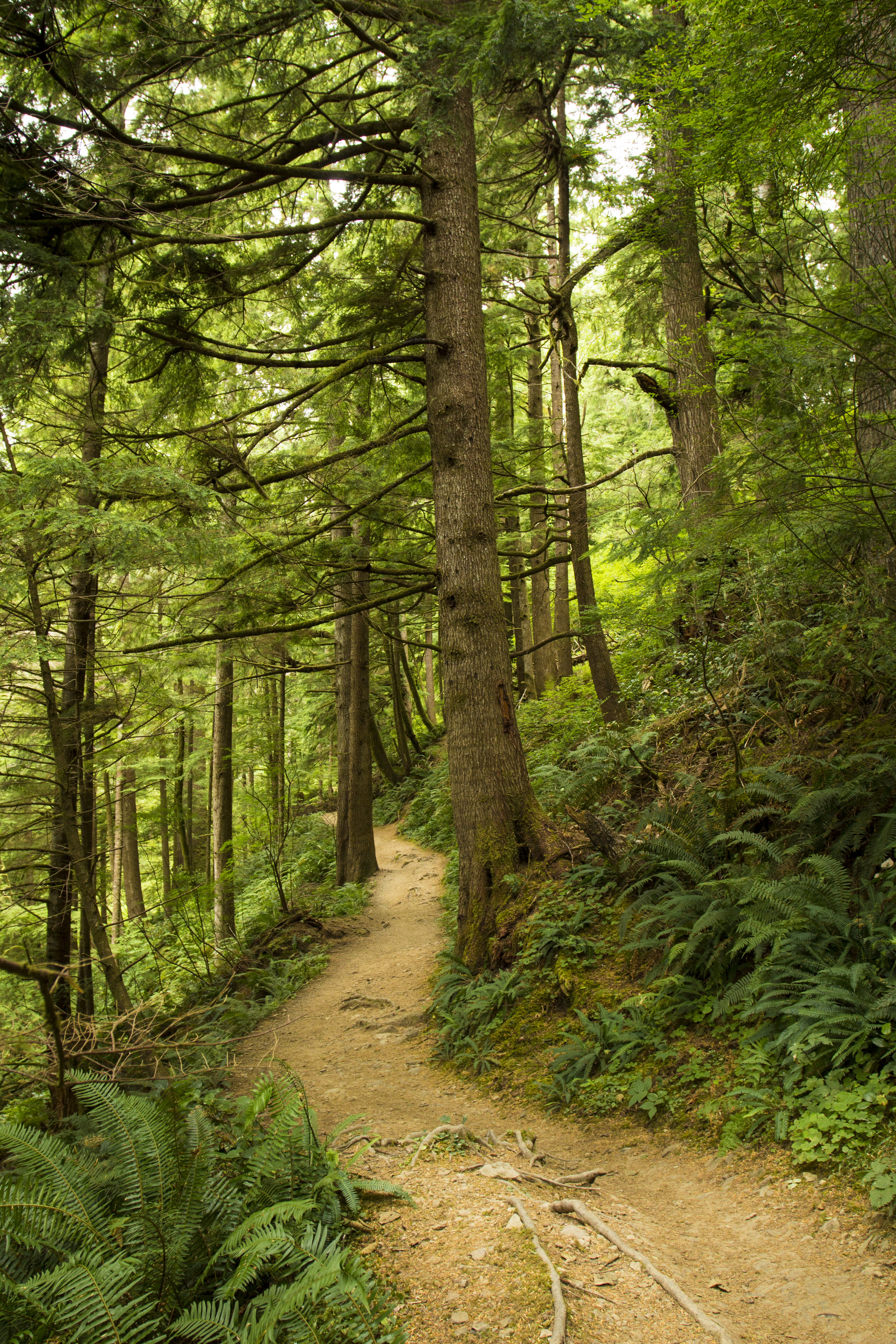 trees, path, nature, fern, forest 1080p