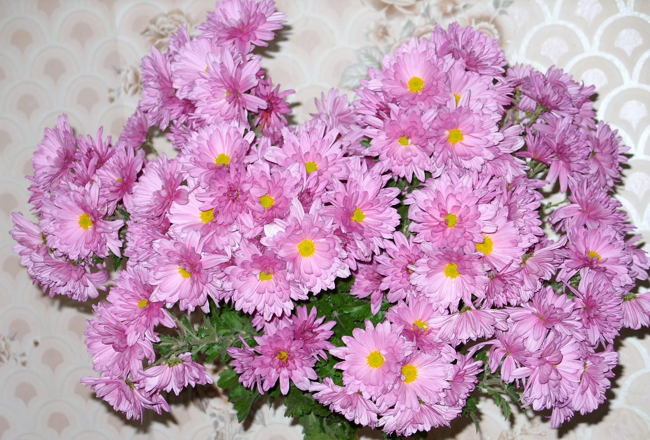 Laden Sie das Blumen, Strauß, Bouquet, Wand, Astern-Bild kostenlos auf Ihren PC-Desktop herunter