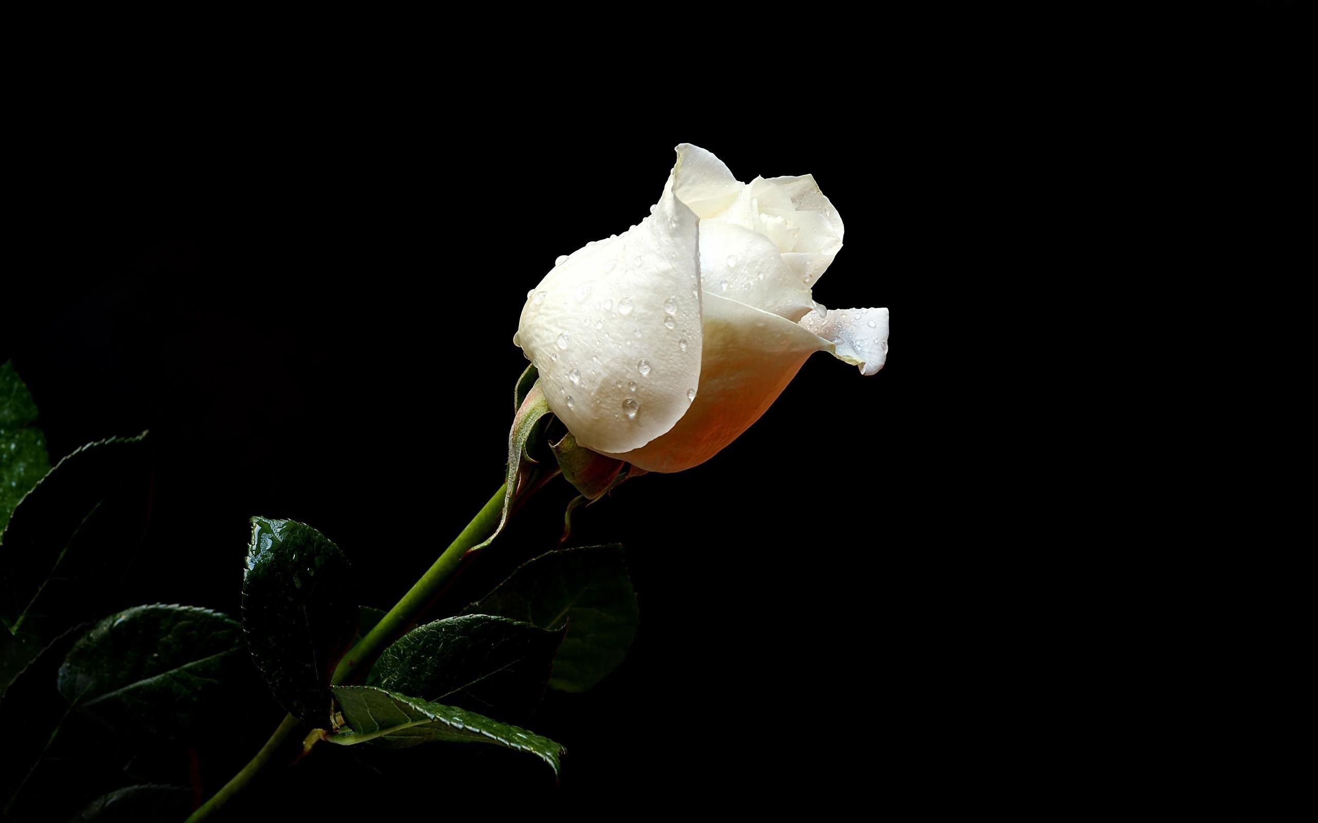 drops, rose, flower, flowers, rose flower, freshness, black background 5K
