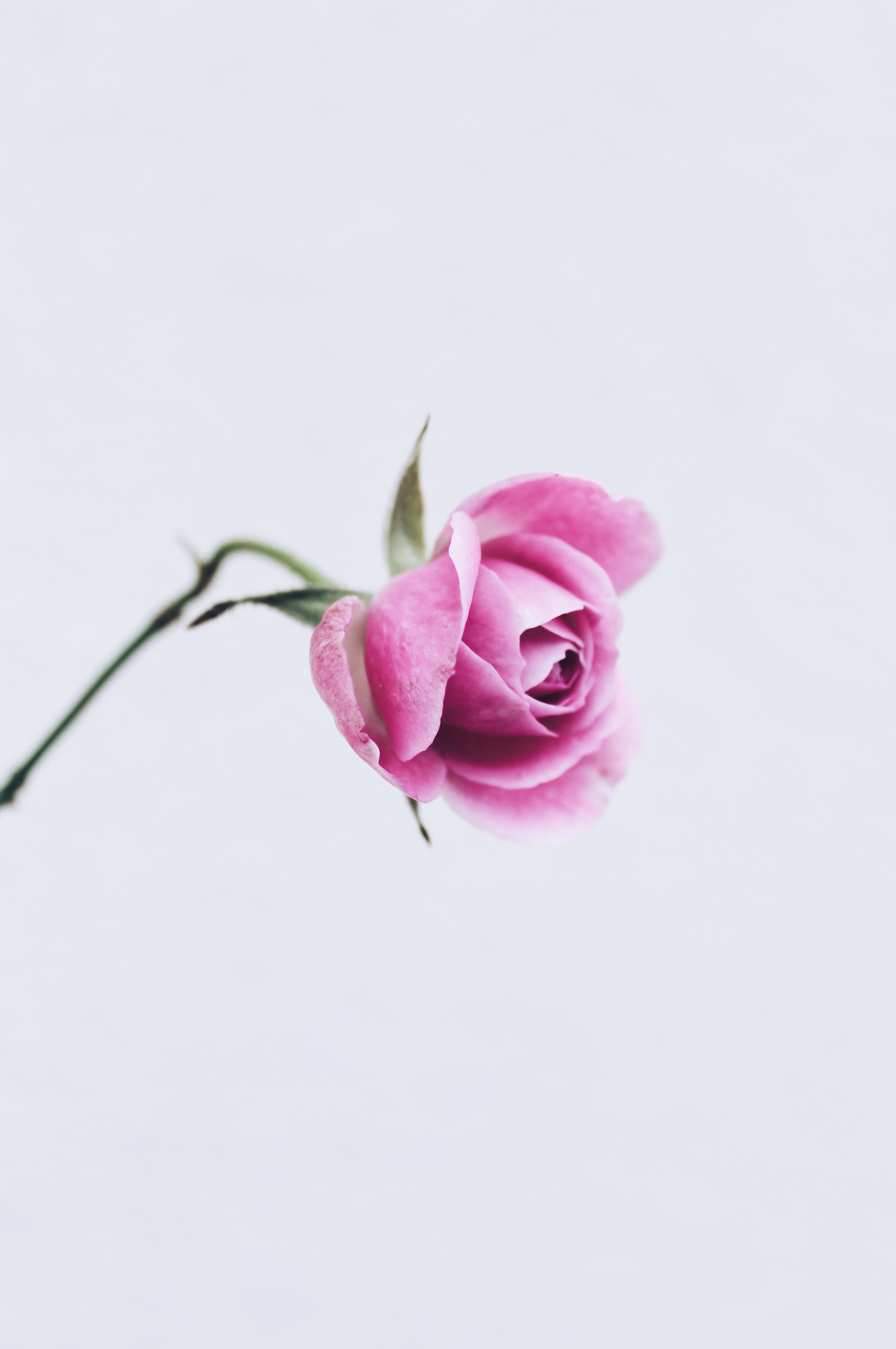 flower, minimalism, rose, pink Close-Up HQ Background Images