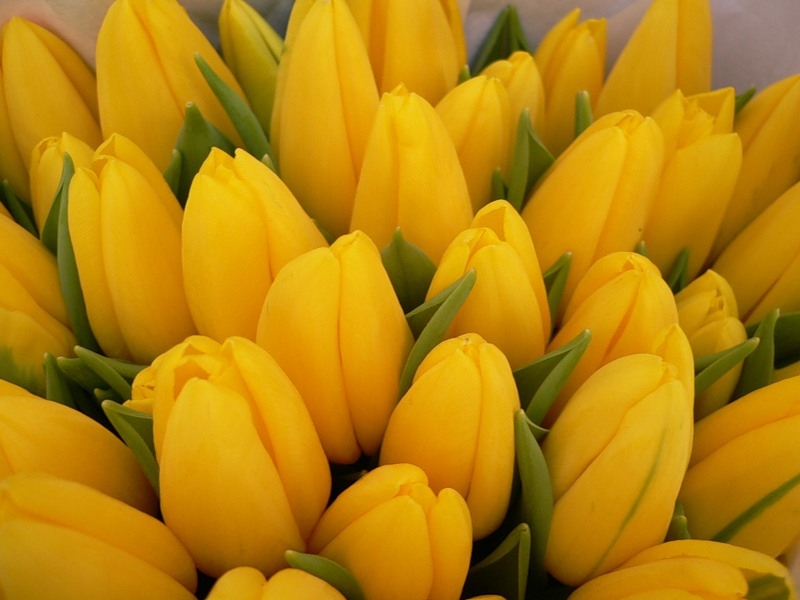 36220 download wallpaper tulips, plants, flowers, yellow screensavers and pictures for free