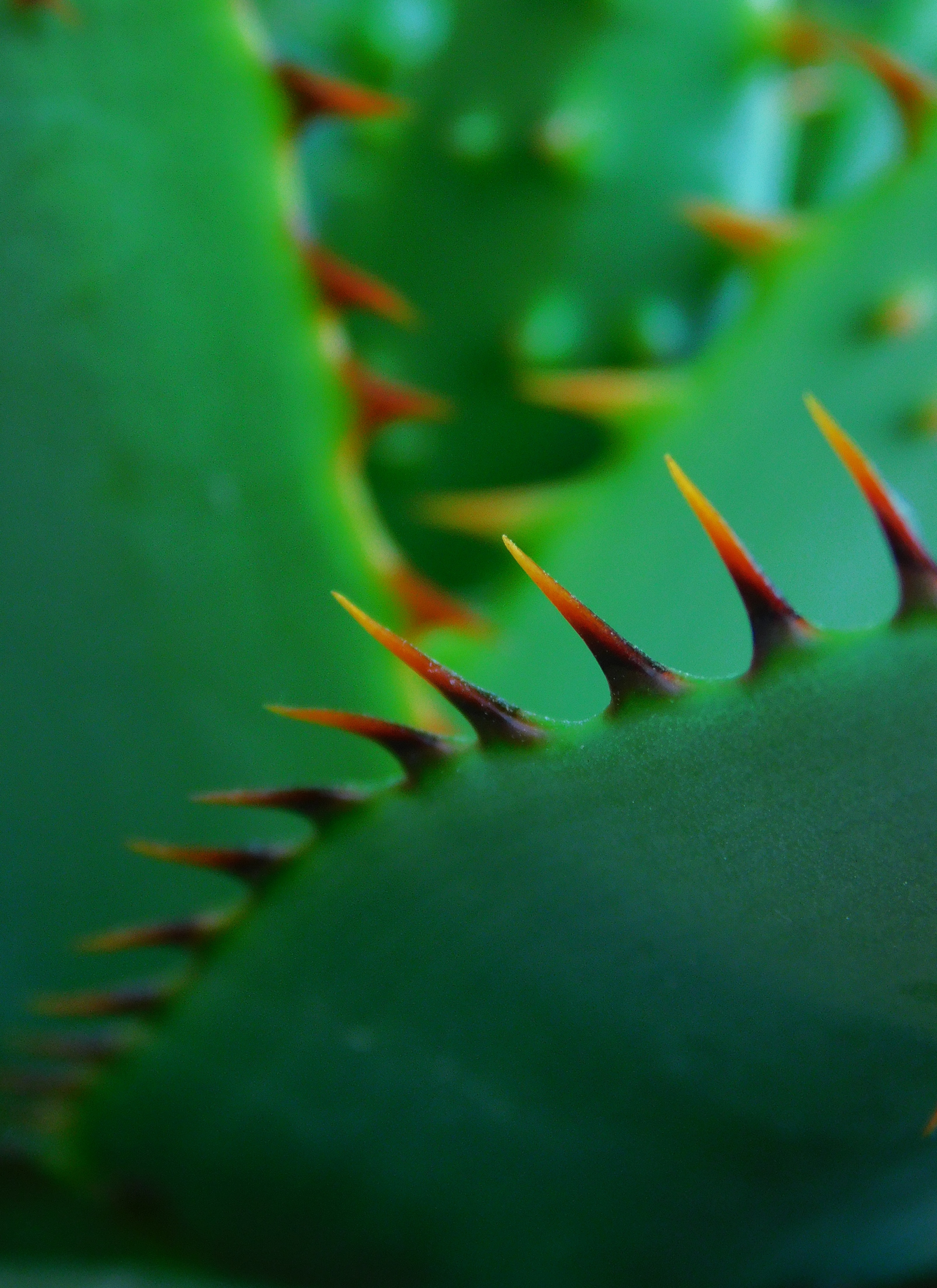 151430 Hintergrundbilder und Kaktus Bilder auf dem Desktop. Laden Sie grün, pflanze, makro, nahaufnahme, nahansicht, kaktus, stacheln, dornen, akut, scharf Bildschirmschoner kostenlos auf den PC herunter