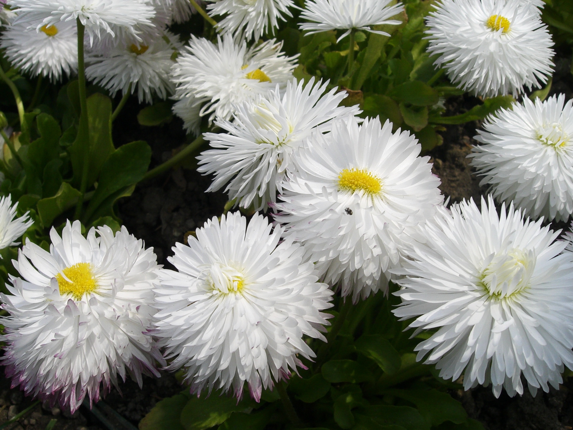 greens, flowers, white, close up, snow white, daisies