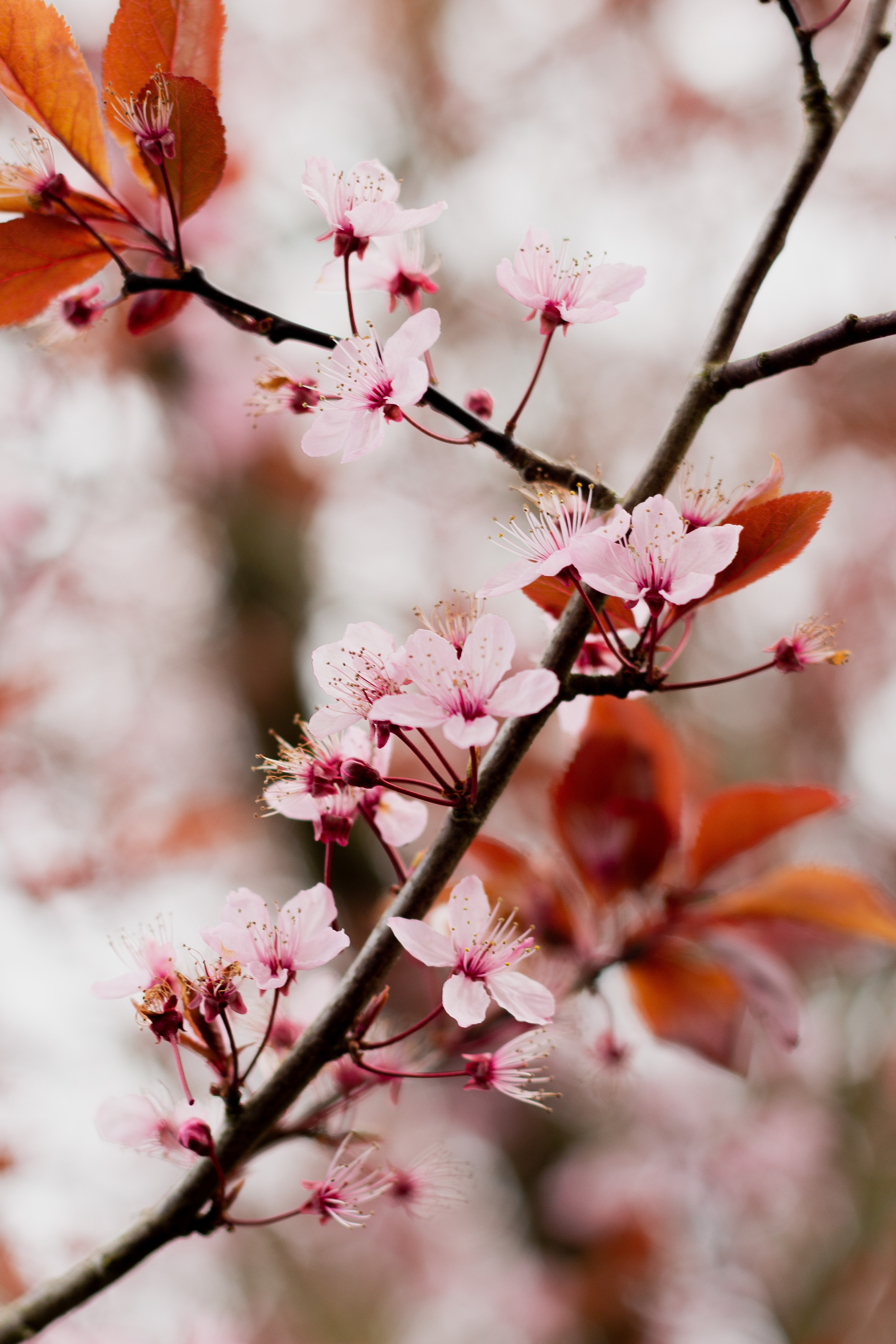 お使いの携帯電話の154780スクリーンセーバーと壁紙咲く。 桜, ブランチ, ピンク, 開花の写真を無料でダウンロード