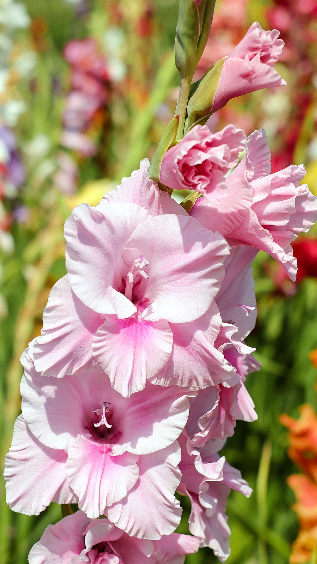 gladiolus, earth, nature, flower, pink flower, flowers