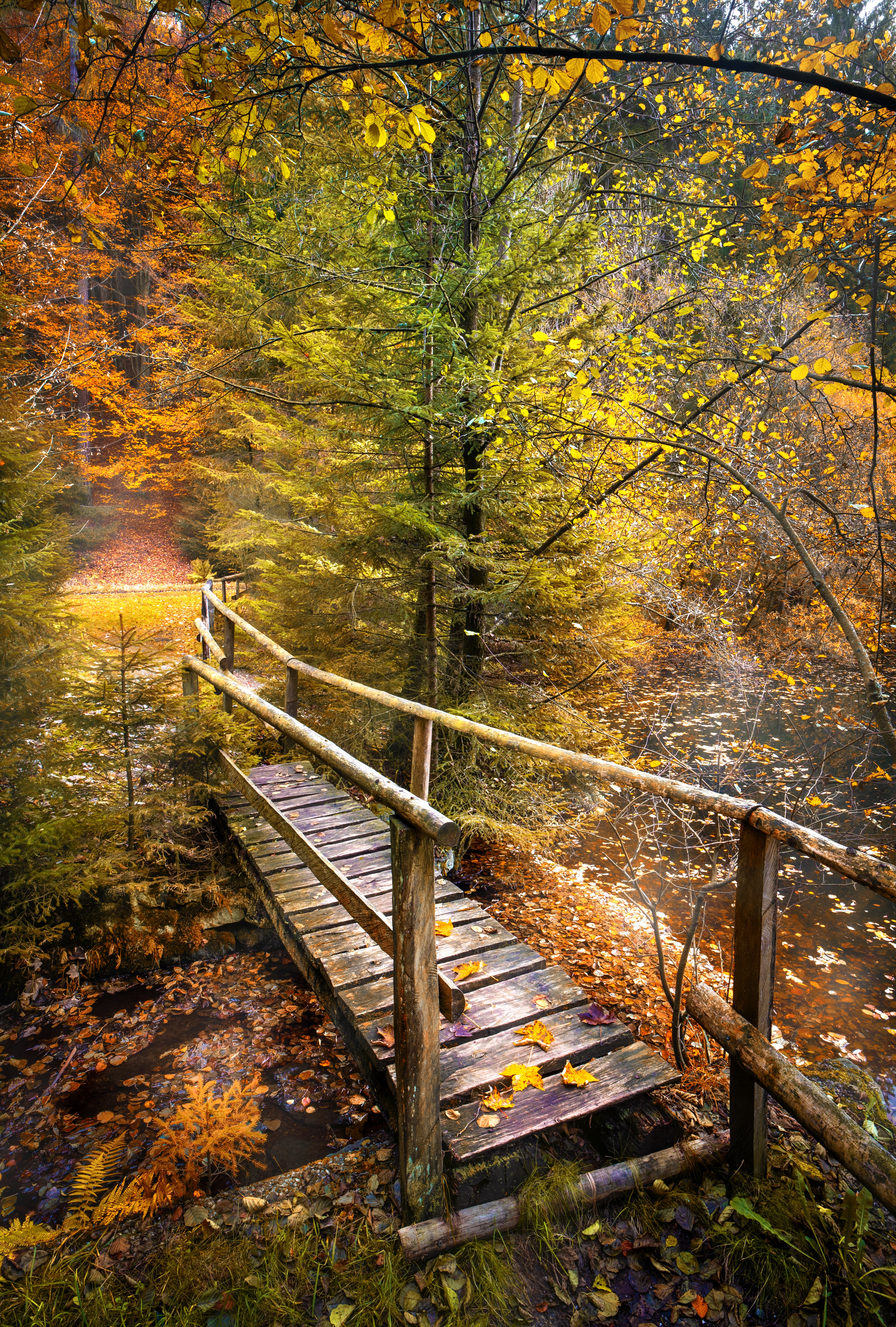 autumn, bridge, nature, rivers, forest HD wallpaper