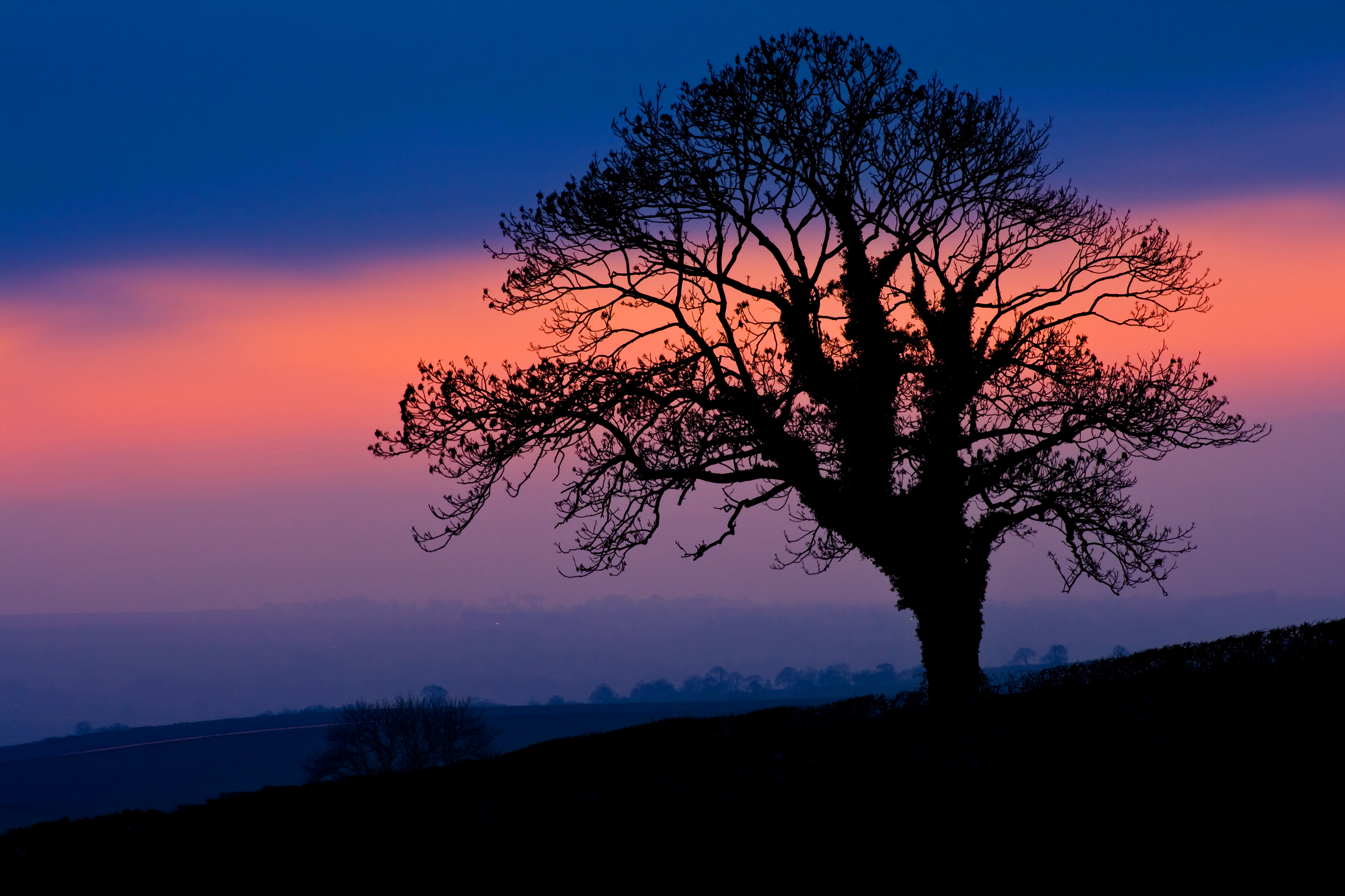 twilight, dark, nature, silhouette, wood, tree, dusk cellphone